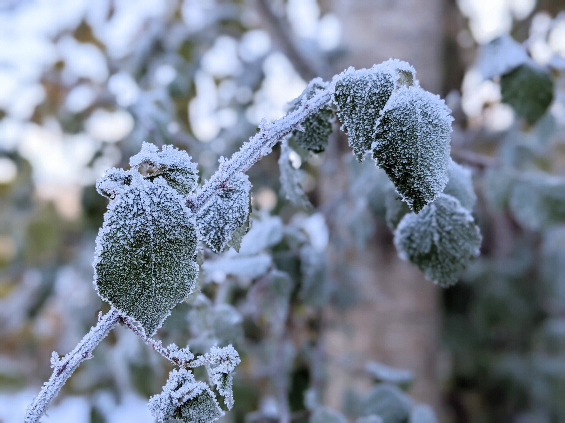 Winter Wonderland - A Poem by Sue Cartwright, Spiral Leaf