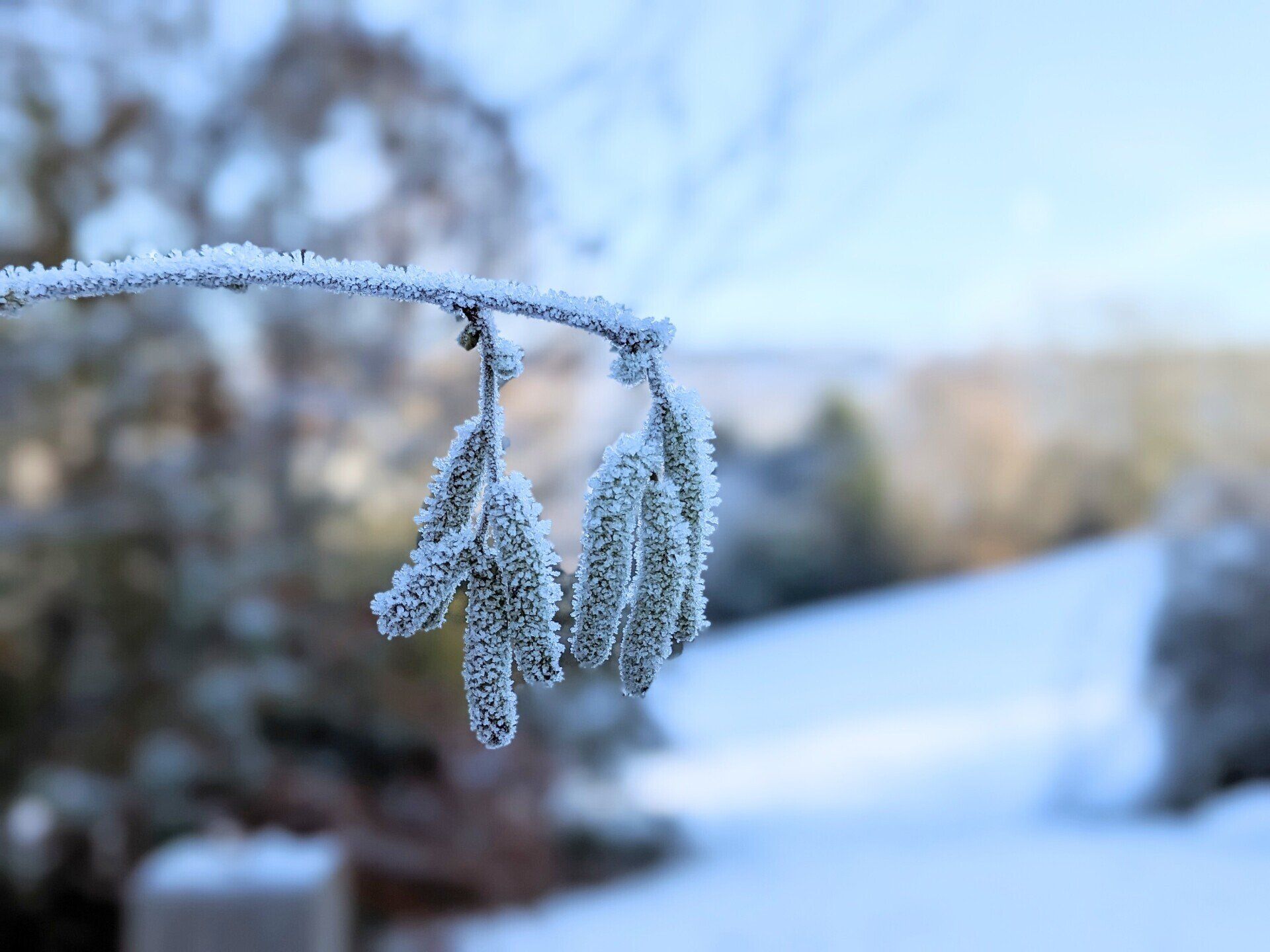 Winter Wonderland - A Poem by Sue Cartwright, Spiral Leaf