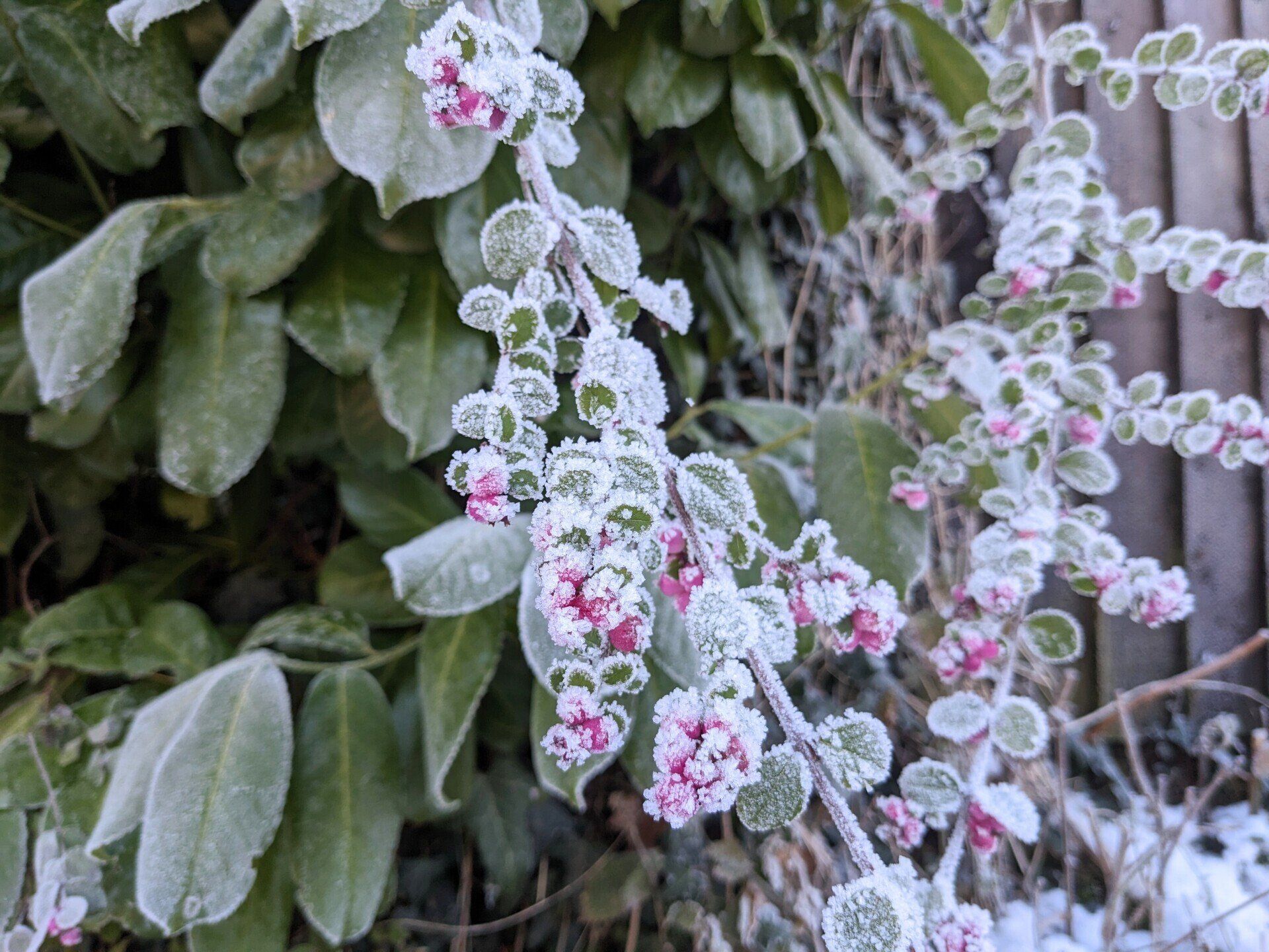 Winter Wonderland - A Poem by Sue Cartwright, Spiral Leaf
