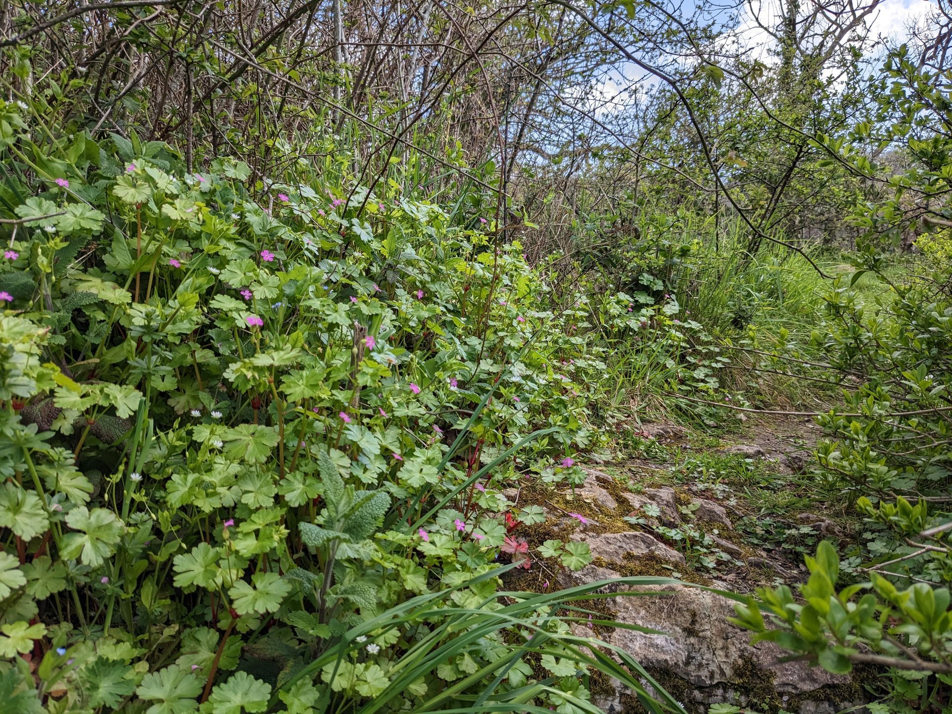 Early Spring Walk Gallery - Photograph by Sue Cartwright, Spiral Leaf