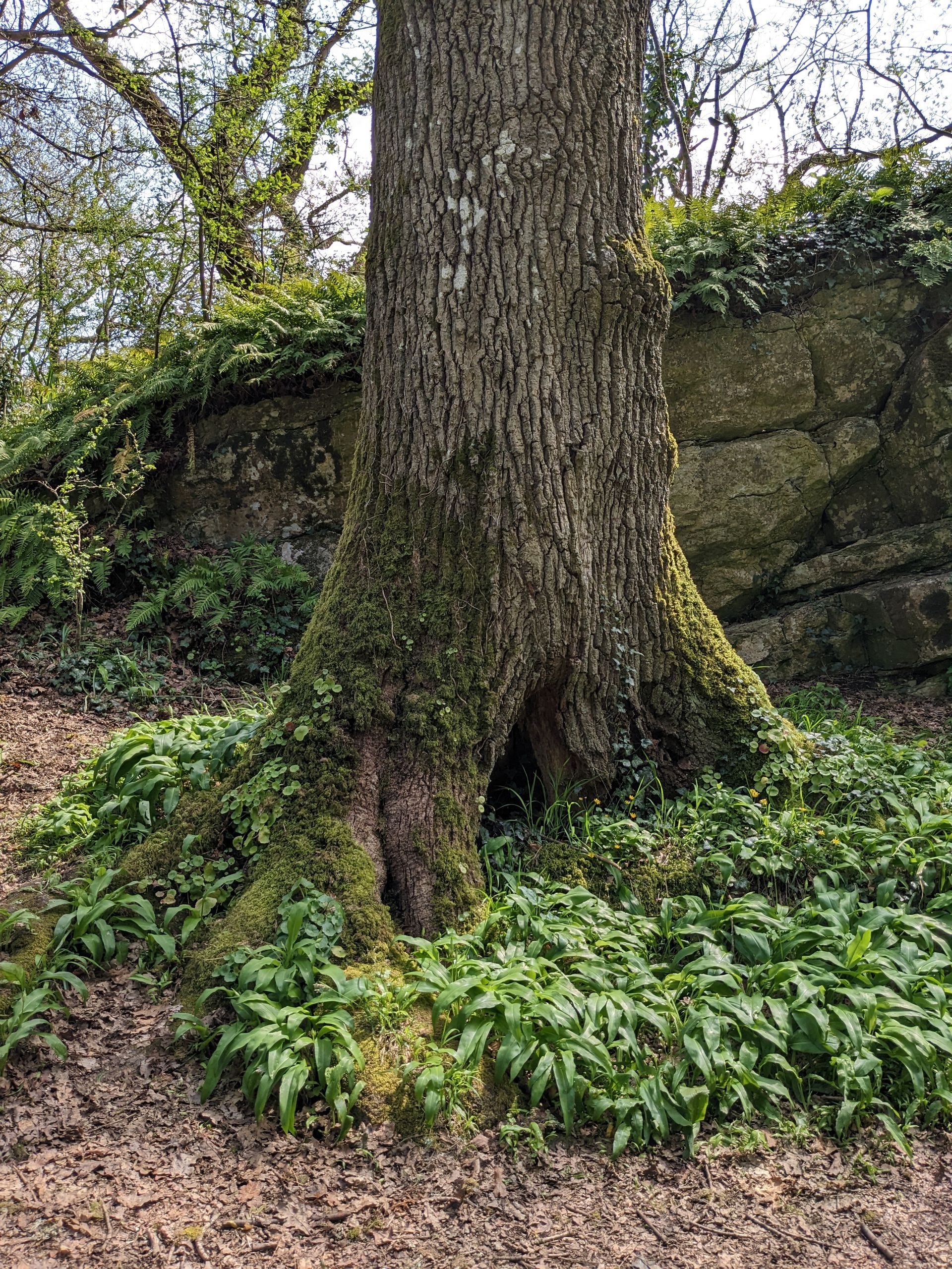 Early Spring Walk Gallery - Photograph by Sue Cartwright, Spiral Leaf