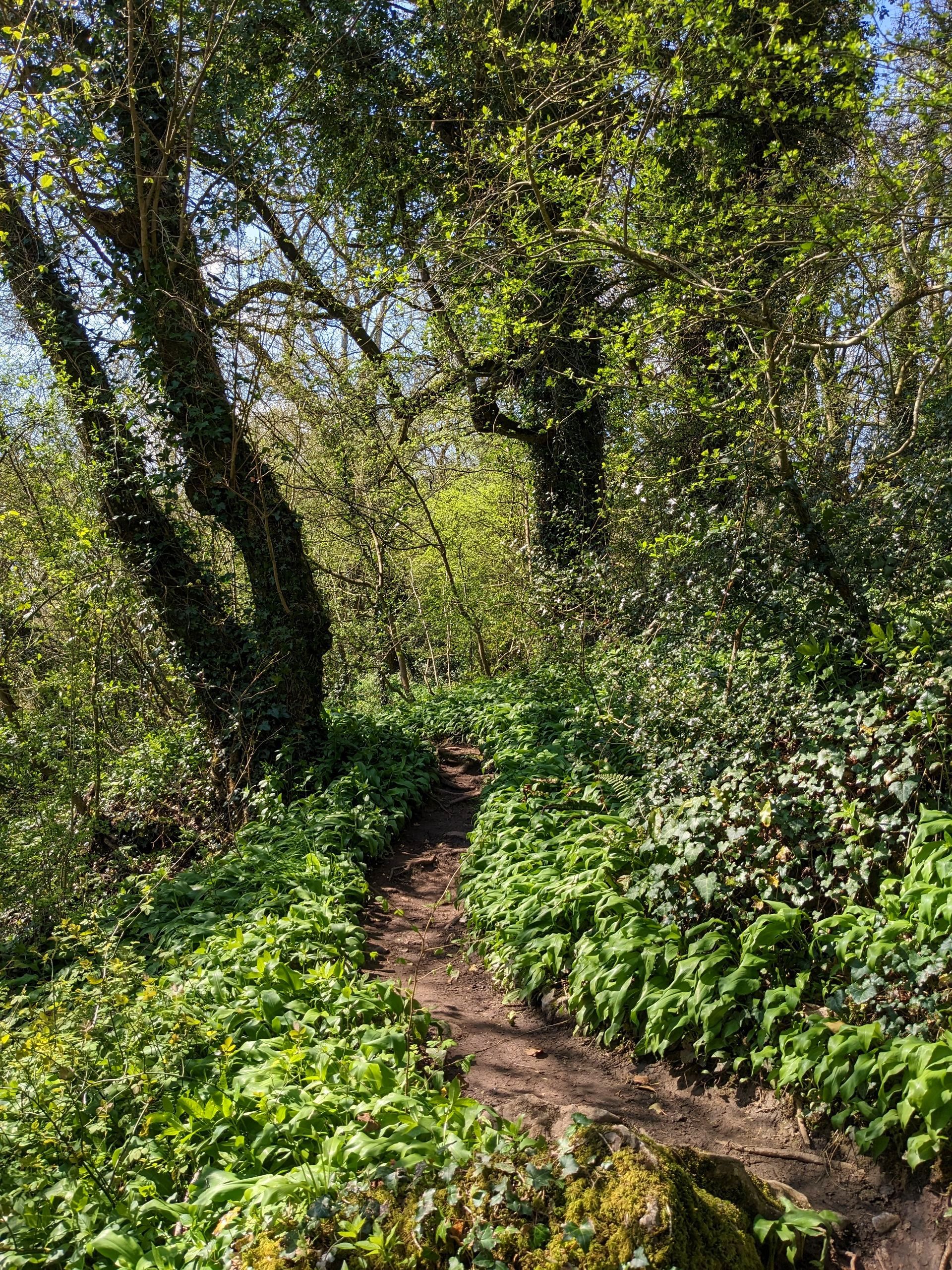 Early Spring Walk Gallery - Photograph by Sue Cartwright, Spiral Leaf