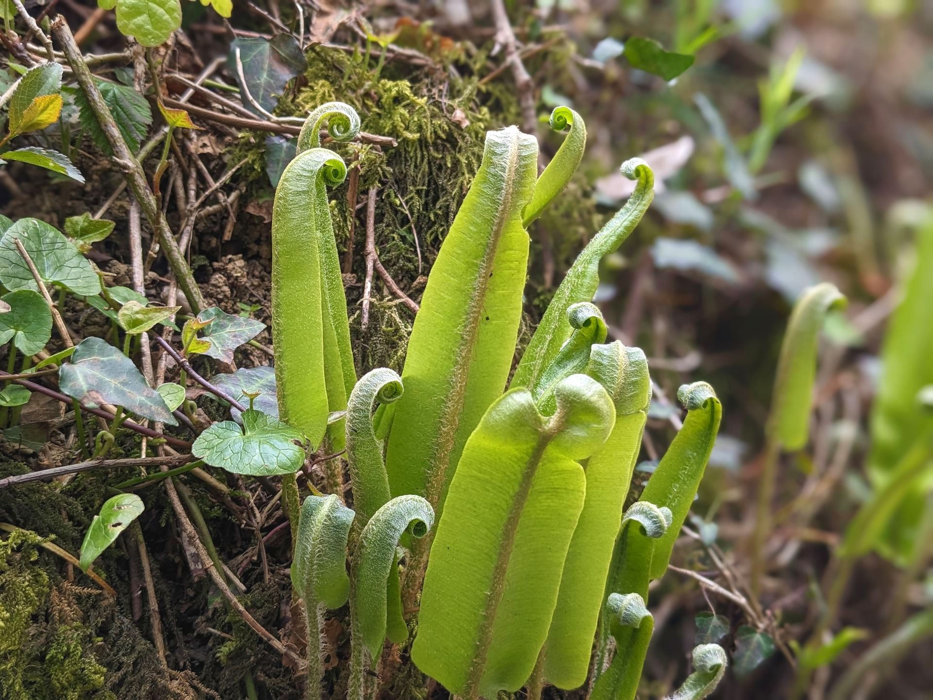Early Spring Walk Gallery - Photograph by Sue Cartwright, Spiral Leaf