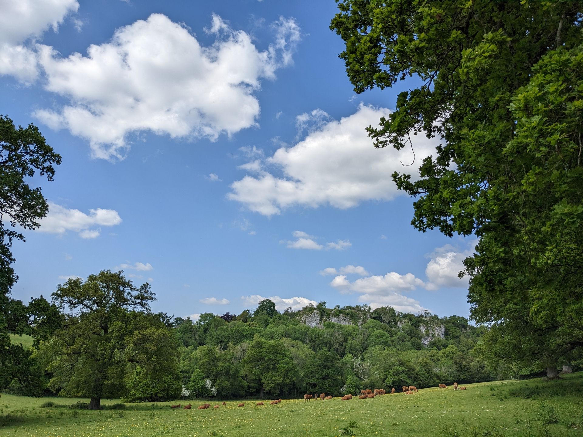 Blue Skies Gallery - Photograph by Sue Cartwright, Spiral Leaf