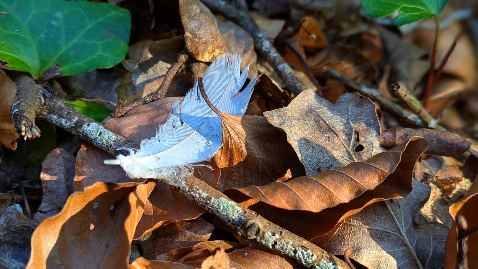 Autumn Treasures Gallery - Sue Cartwright, Spiral Leaf