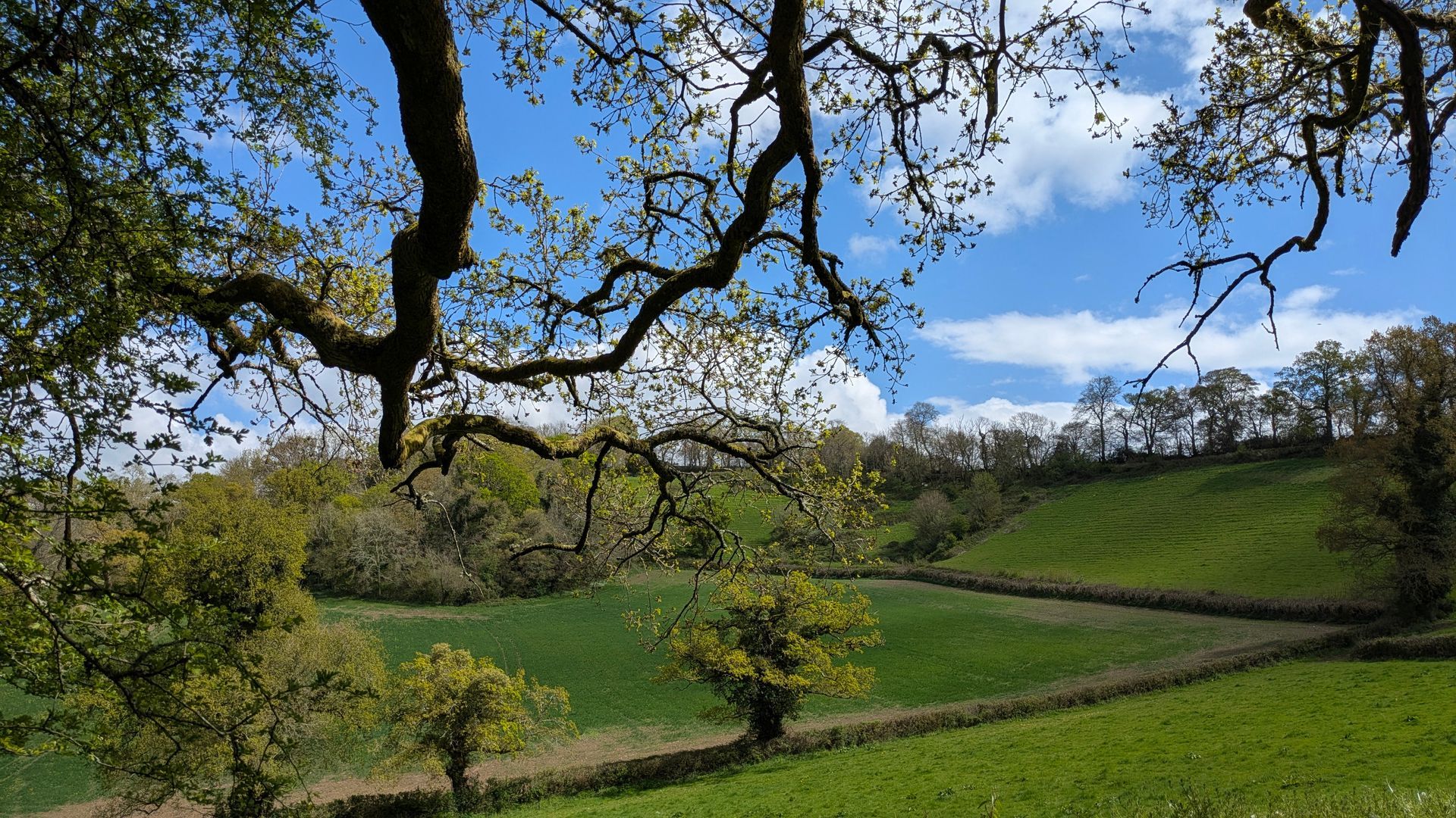 Blue Skies Gallery - Photograph by Sue Cartwright, Spiral Leaf