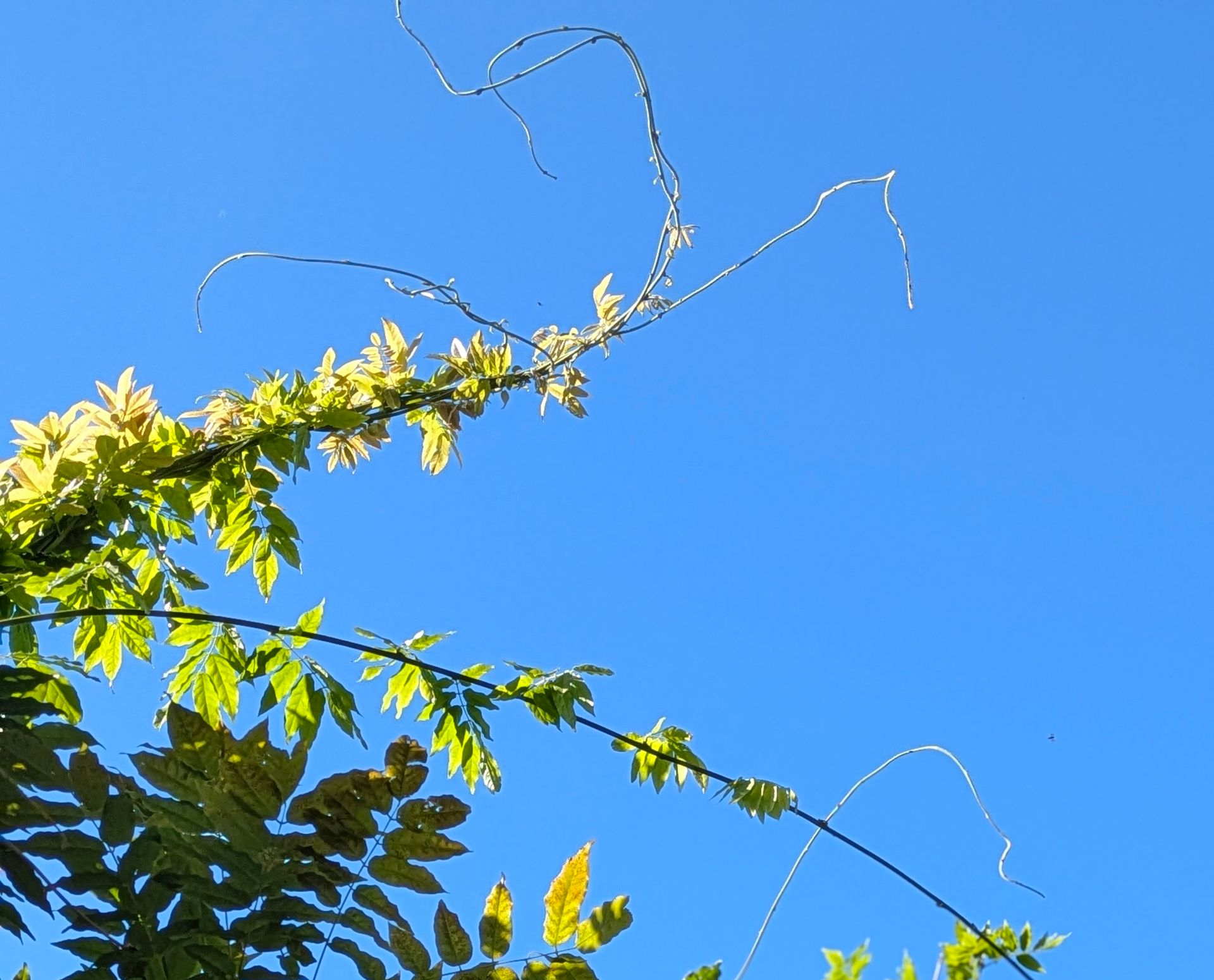 Blue Sky Gallery by Sue Cartwright, Spiral Leaf