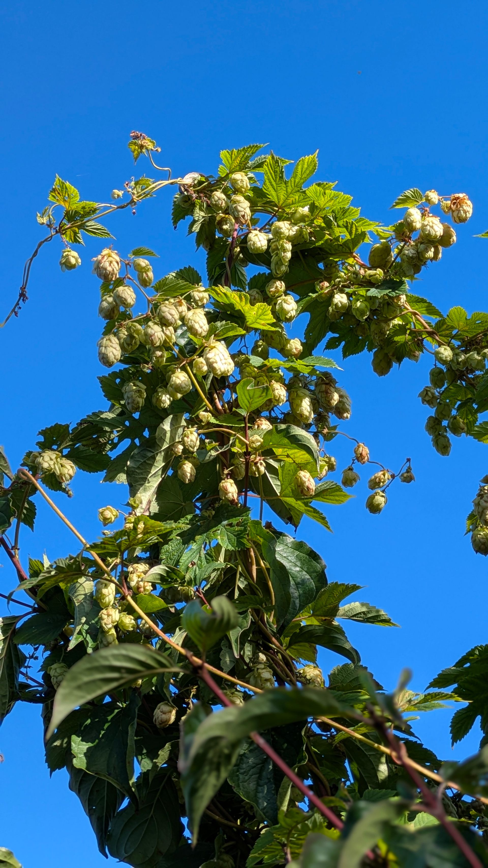 Blue Skies Gallery - Photograph by Sue Cartwright, Spiral Leaf