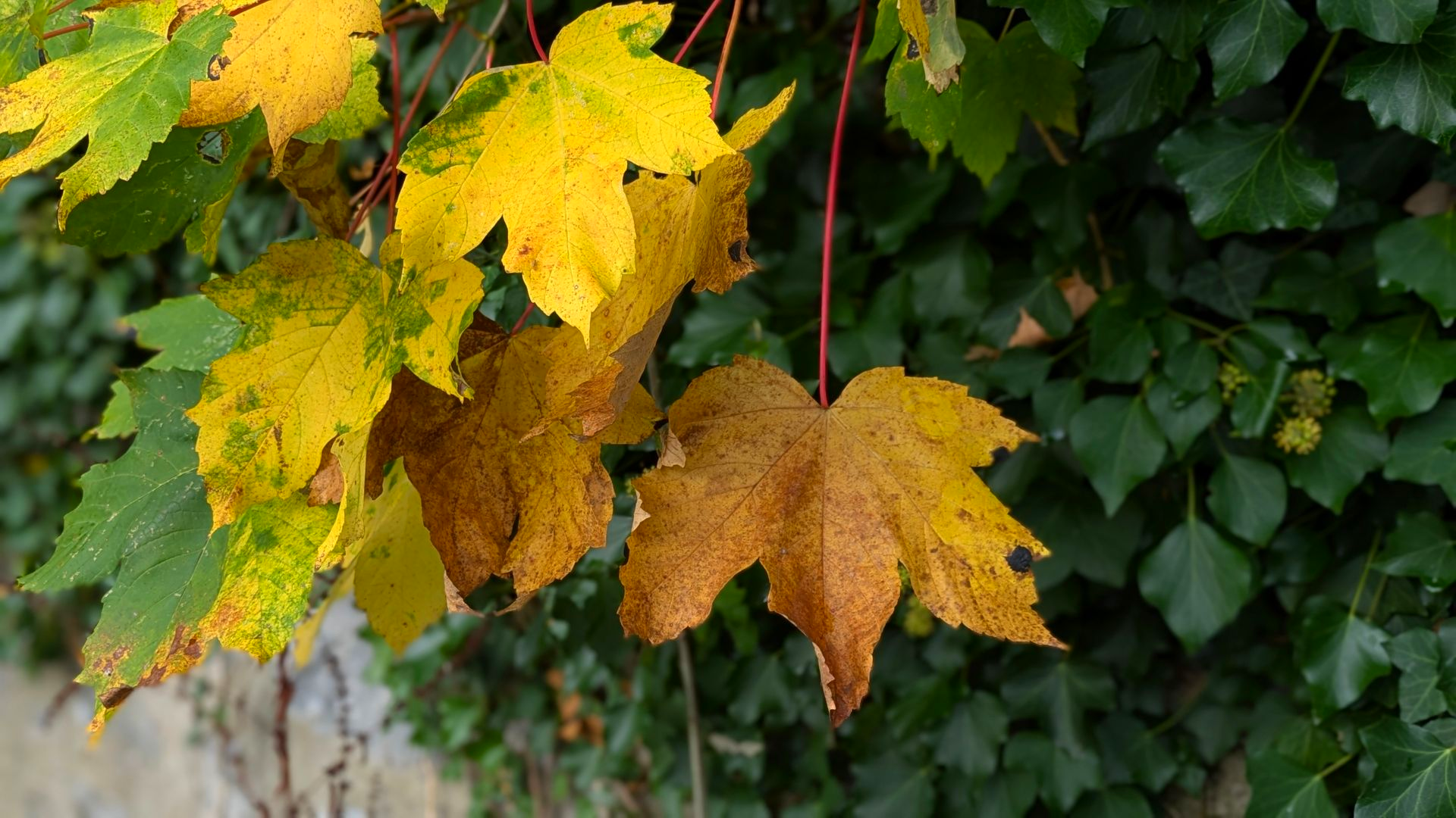 Autumn Treasure Gallery - Sue Cartwright, Spiral Leaf