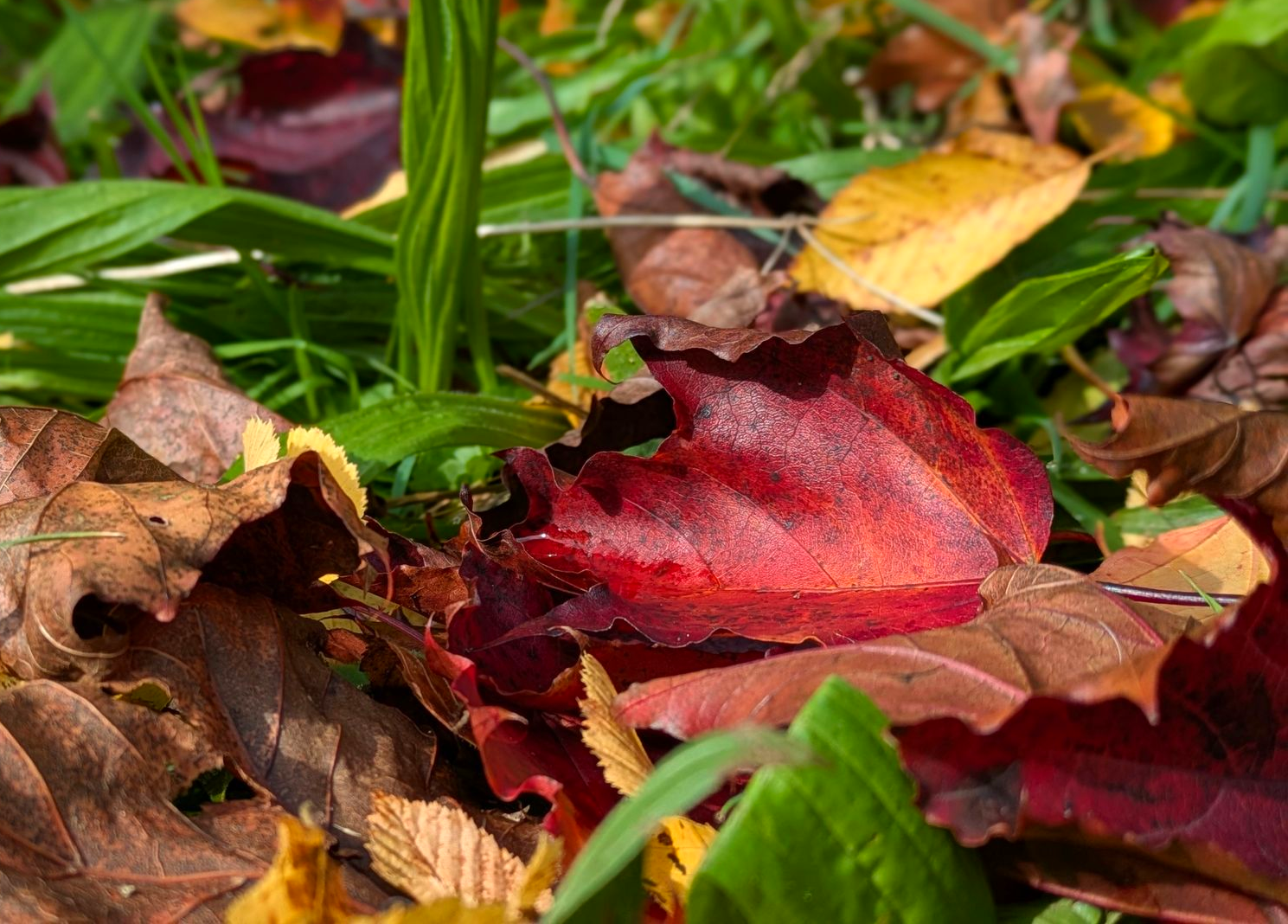 Autumn Treasures Gallery - Sue Cartwright, Spiral Leaf