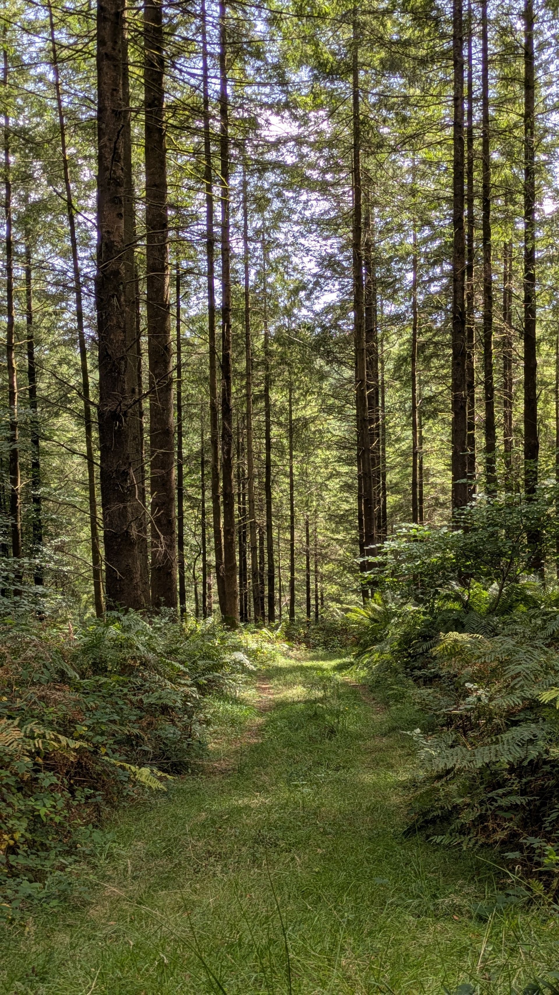 Videos Inspired by Nature by Sue Cartwright, Spiral Leaf VIdeos