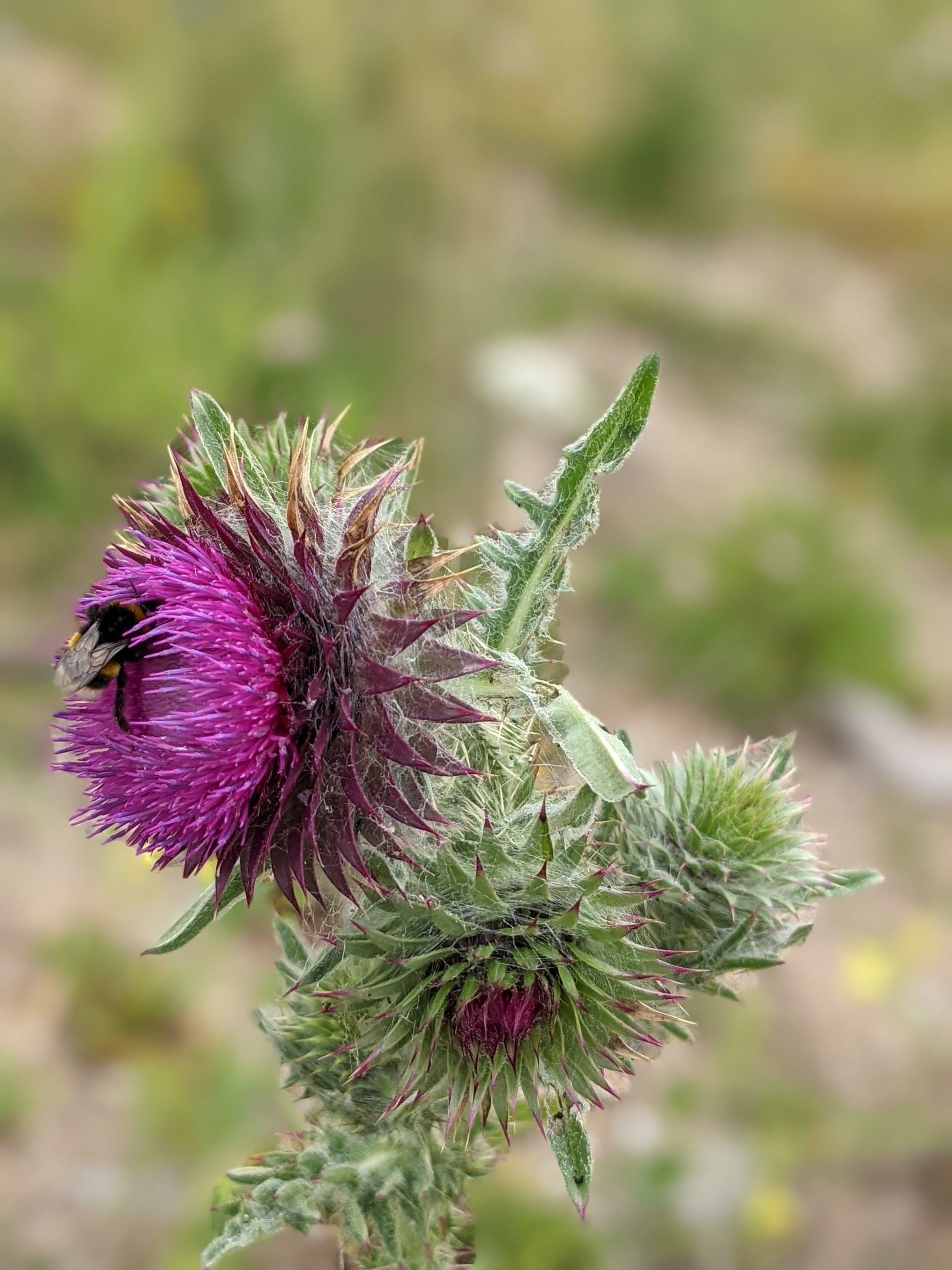 Cotton Thistle - Photograph by Sue Cartwright, Spiral Leaf