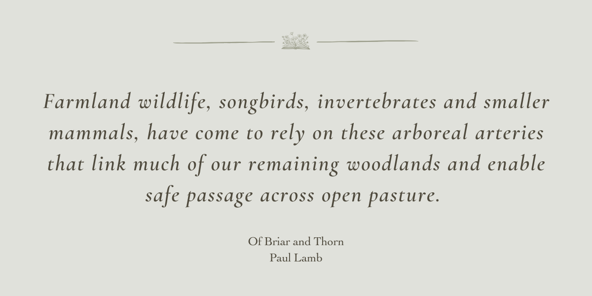Of Briar and Thorn by Paul Lamb - A Book Review by Sue Cartwright, Spiral Leaf Of Briar and Thorn by Paul Lamb - A Book Review by Sue Cartwright, Spiral Leaf