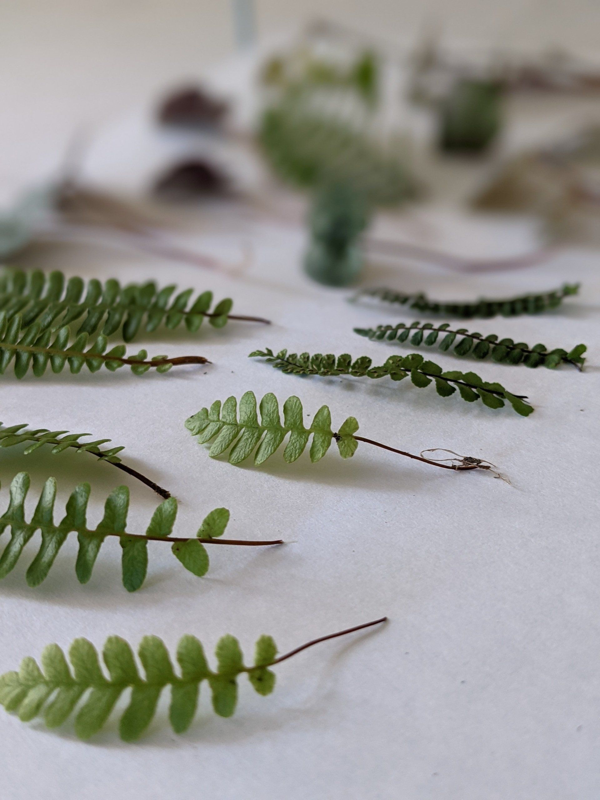 Things to do in Nature in June by Sue Cartwright, Spiral Leaf