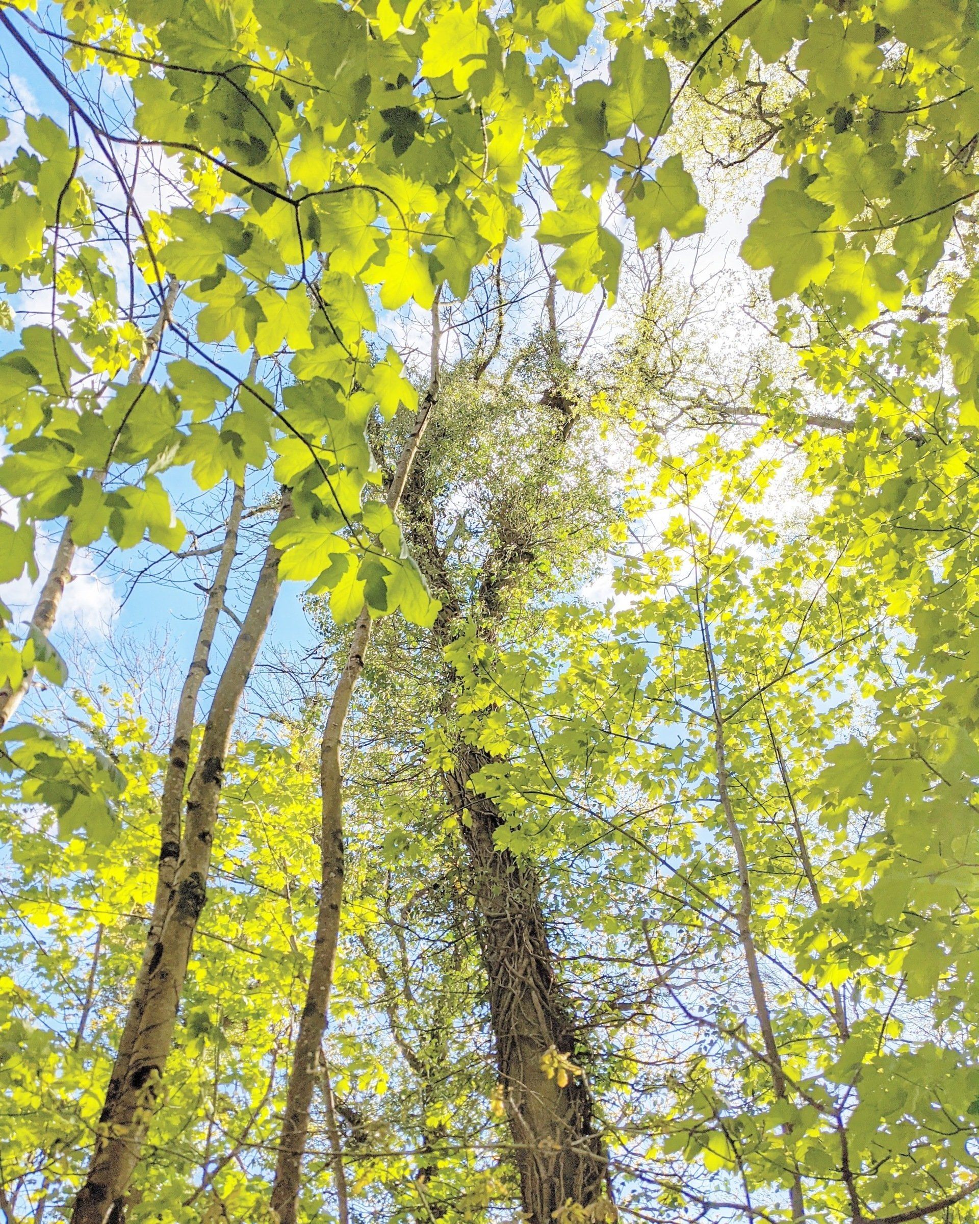 Spending Time In Nature by Sue Cartwright, Spiral Leaf