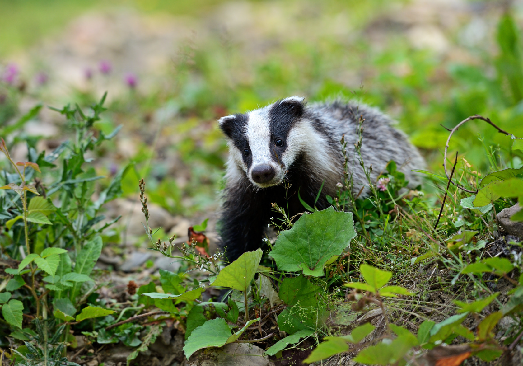 A Badger's Sett by Sue Cartwright, Spiral Leaf A Badger's Sett - A Poem by Sue Cartwright, Spiral Leaf