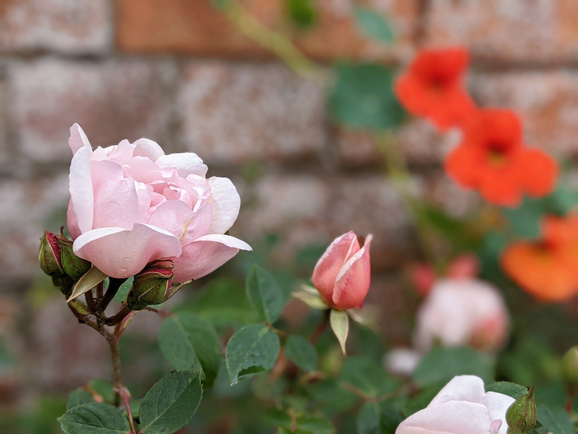 A Walled Garden Gallery - Photograph by Sue Cartwright, Spiral Leaf