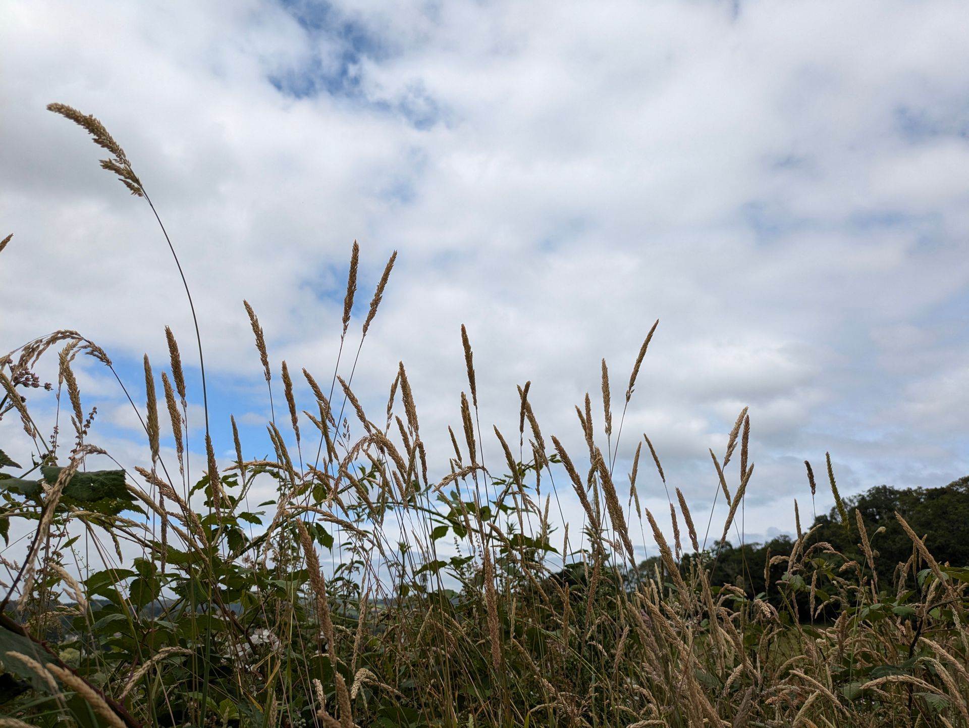 Planting Seeds for the Next Seven Generations by Sue Cartwright, Spiral Leaf 