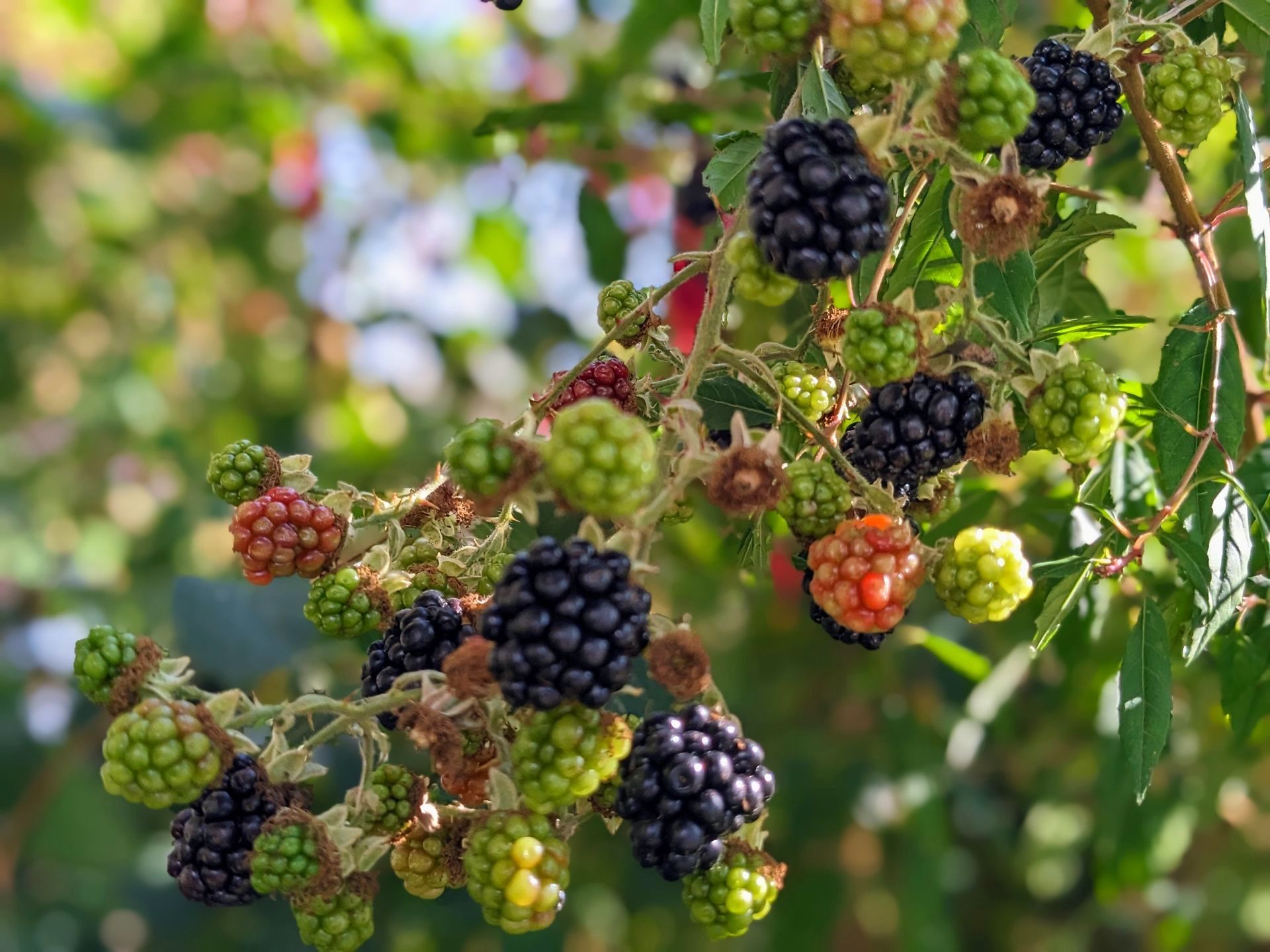 Food For Free by Richard Mabey - Book Review by Sue Cartwright, Spiral Leaf