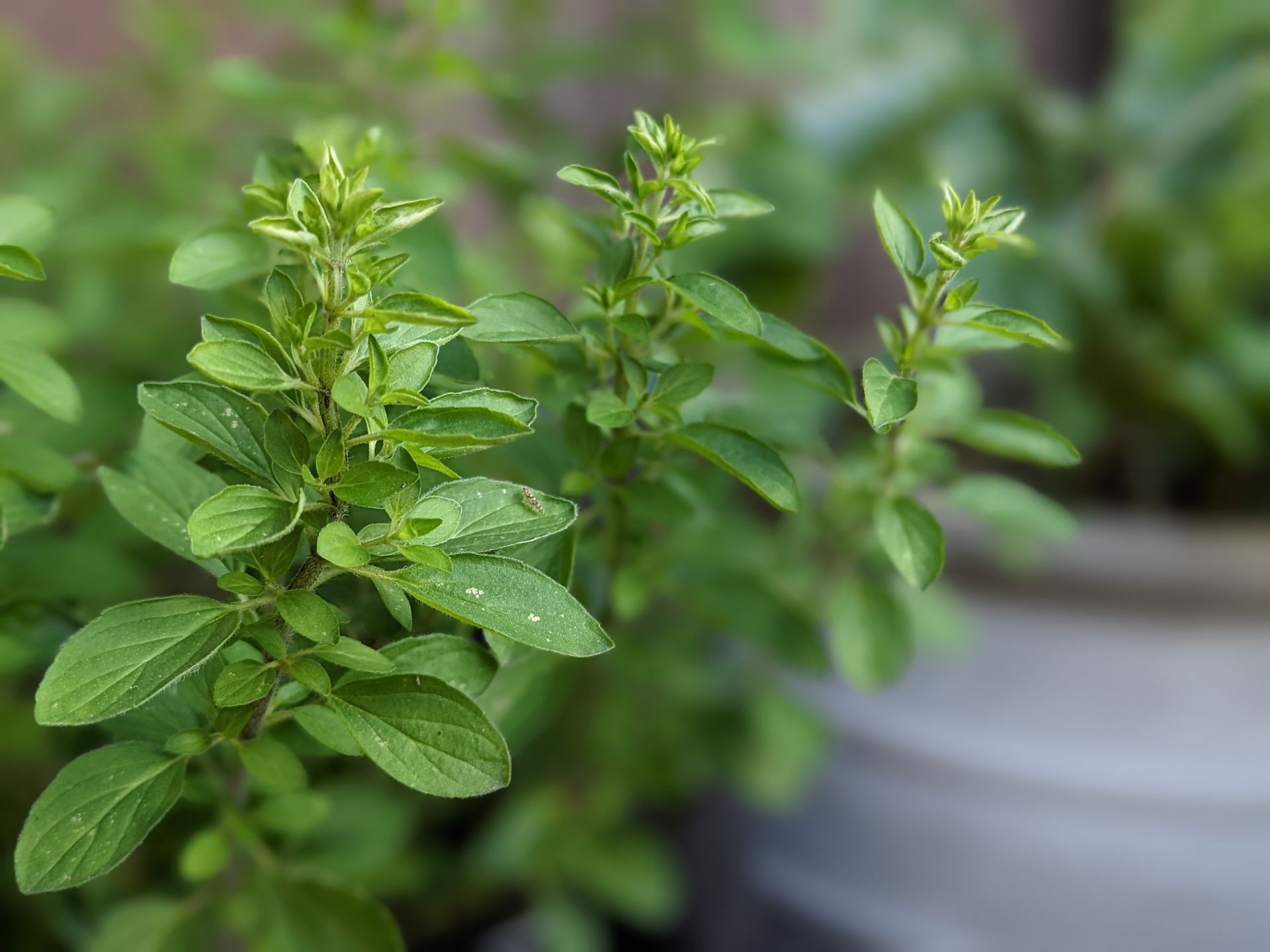 A Healing Herb (Basil) by Sue Cartwright, Spiral Leaf A Healing Herb (Basil) by Sue Cartwright, Spiral Leaf