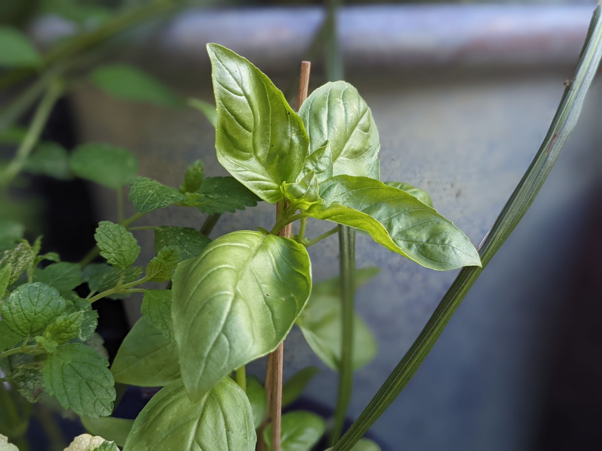 Basil by Sue Cartwright, Spiral Leaf