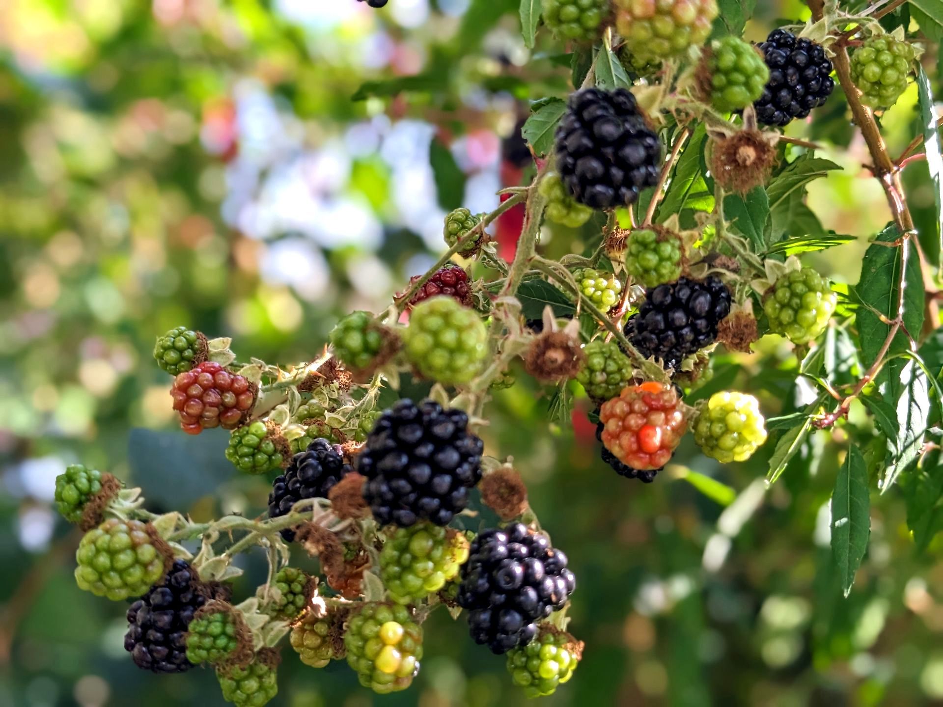 Wild Fruits Gallery - Photograph by Sue Cartwright, Spiral Leaf