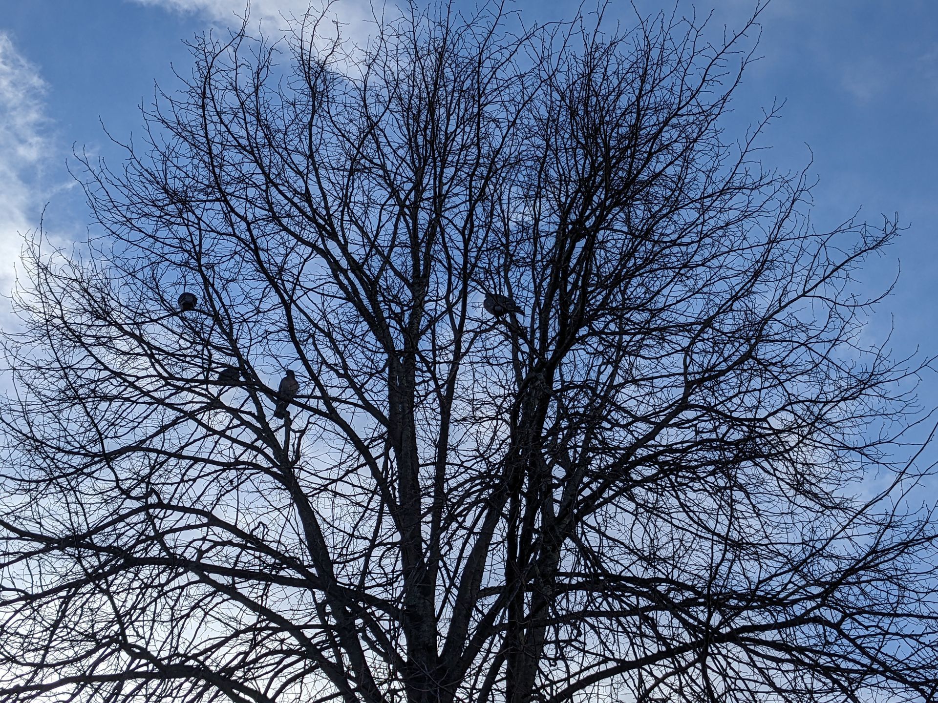 Blue Skies Gallery - Photograph by Sue Cartwright, Spiral Leaf
