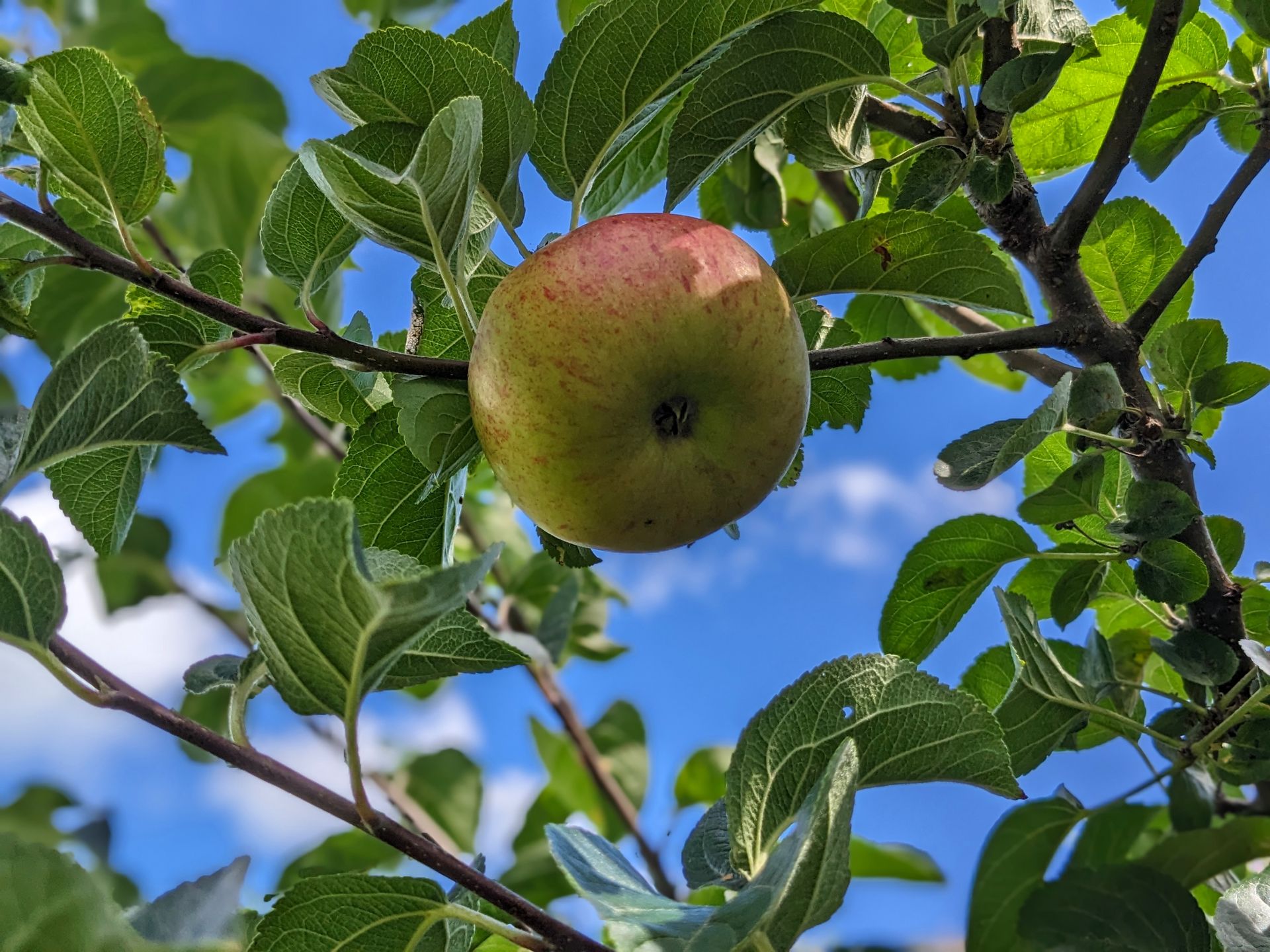 Blue Skies Gallery - Photograph by Sue Cartwright, Spiral Leaf
