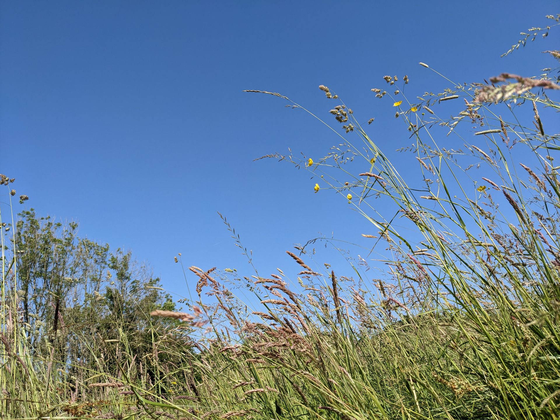 Blue Skies Gallery - Photograph by Sue Cartwright, Spiral Leaf