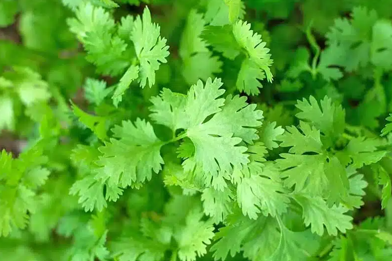 A Healing Herb (Corainder) by Sue Cartwright, Spiral Leaf A Healing Herb (Coriander) by Sue Cartwright, Spiral Leaf