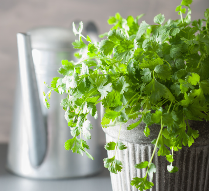 A Healing Herb (Corainder) by Sue Cartwright, Spiral Leaf