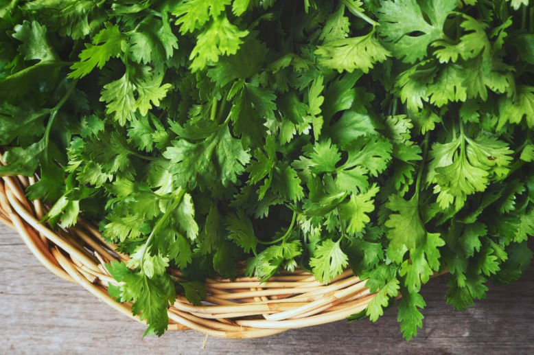 A Healing Herb (Coriander) by Sue Cartwright, Spiral Leaf