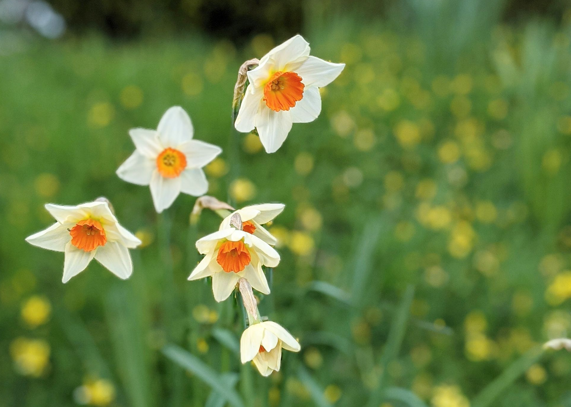 Things to do in Nature in February by Sue Cartwright, Spiral Leaf