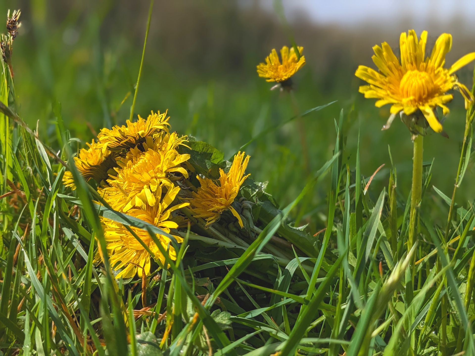 Food For Free by Richard Mabey - Book Review by Sue Cartwright, Spiral Leaf