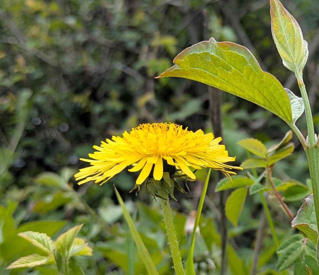 Videos Inspired by Nature by Sue Cartwright, Spiral Leaf VIdeos