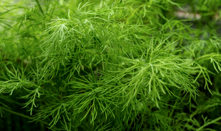 A Healing Herb (Dill) by Sue Cartwright, Spiral Leaf A Healing Herb (Dill) by Sue Cartwright, Spiral Leaf