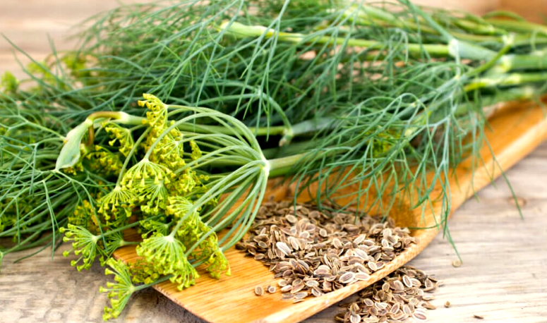 A Healing Herb (Dill) by Sue Cartwright, Spiral Leaf