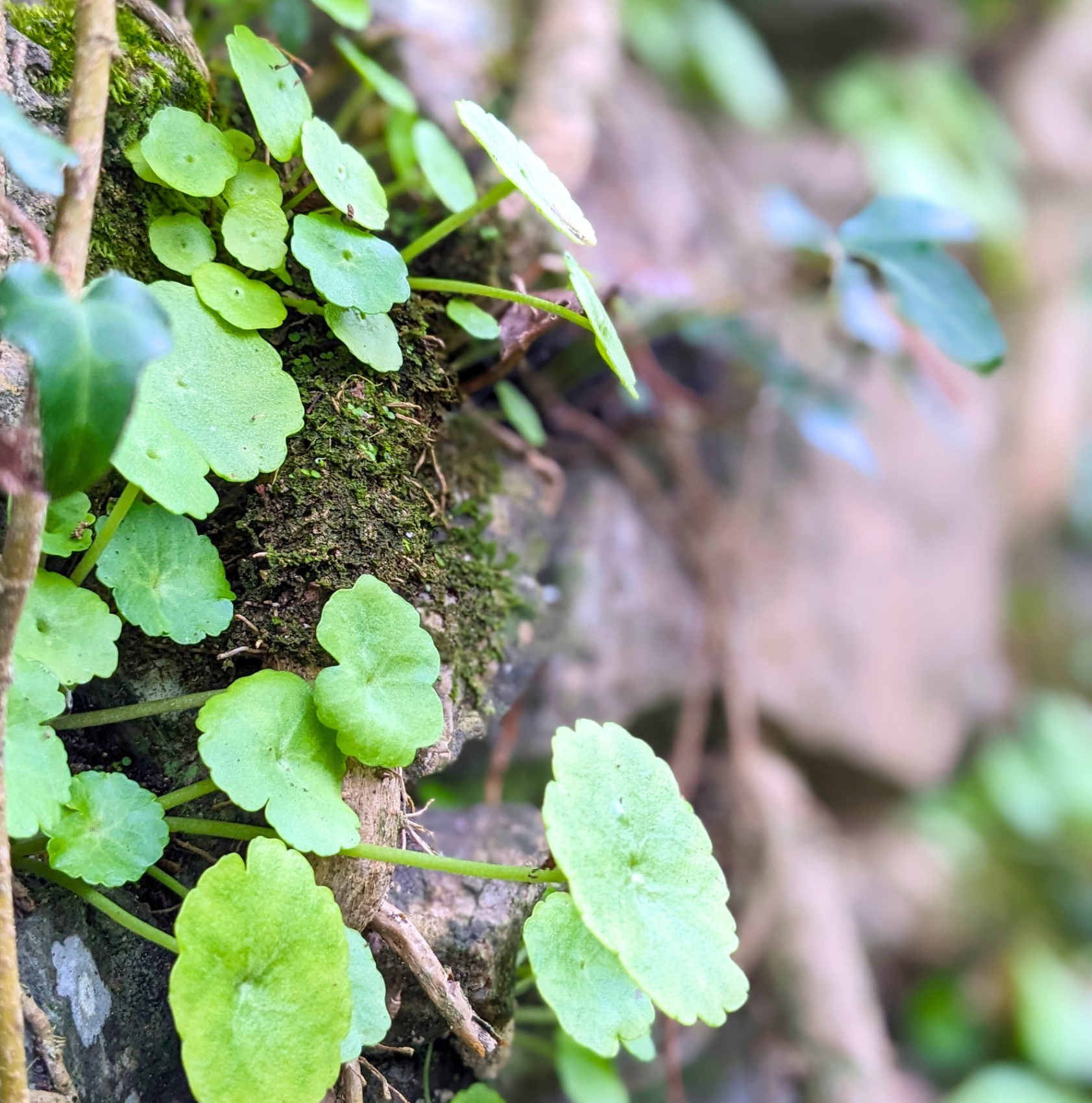 Enchanted Wood Gallery - Photograph by Sue Cartwright, Spiral Leaf