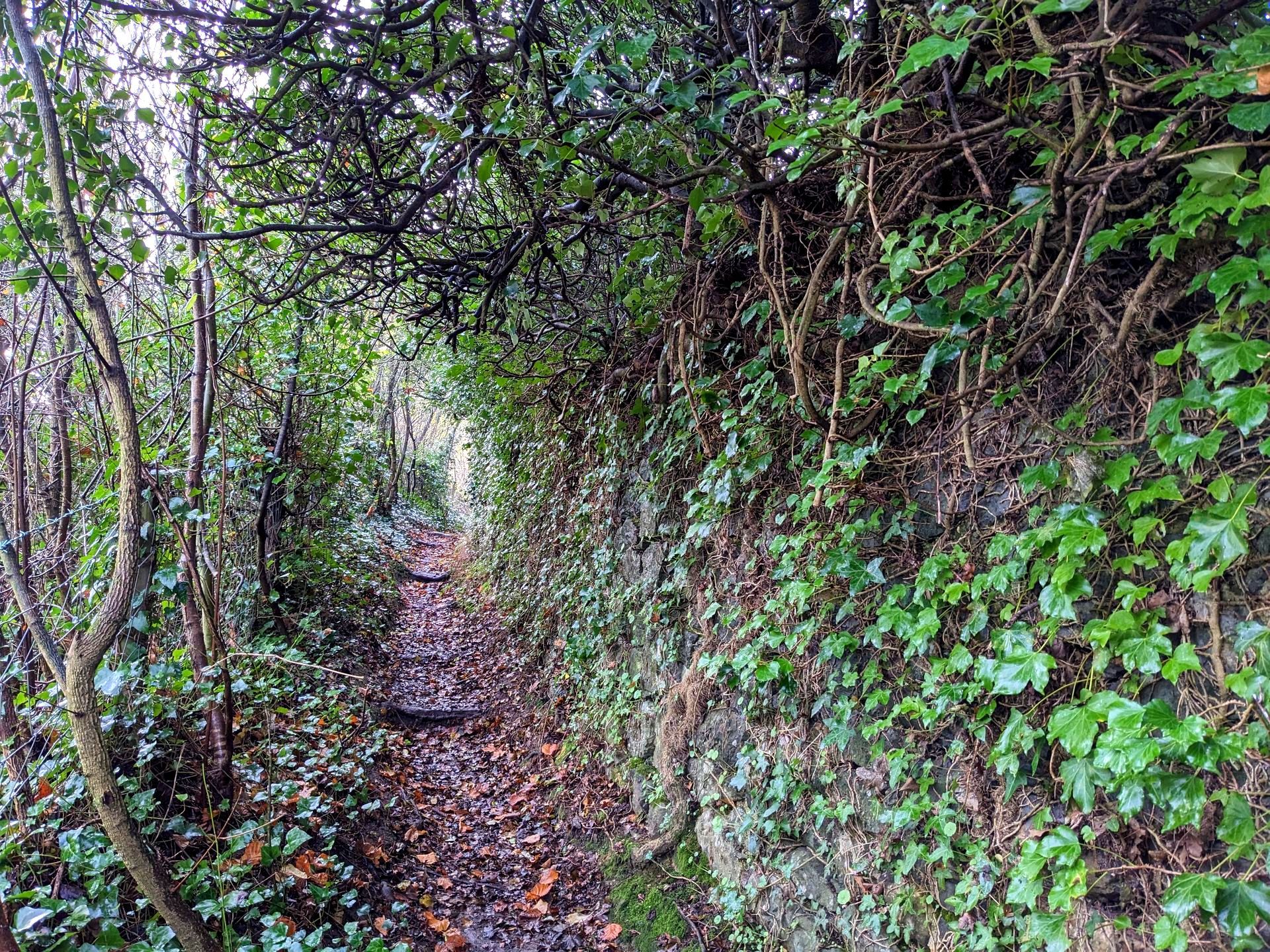 Enchanted Wood Gallery - Photograph by Sue Cartwright, Spiral Leaf