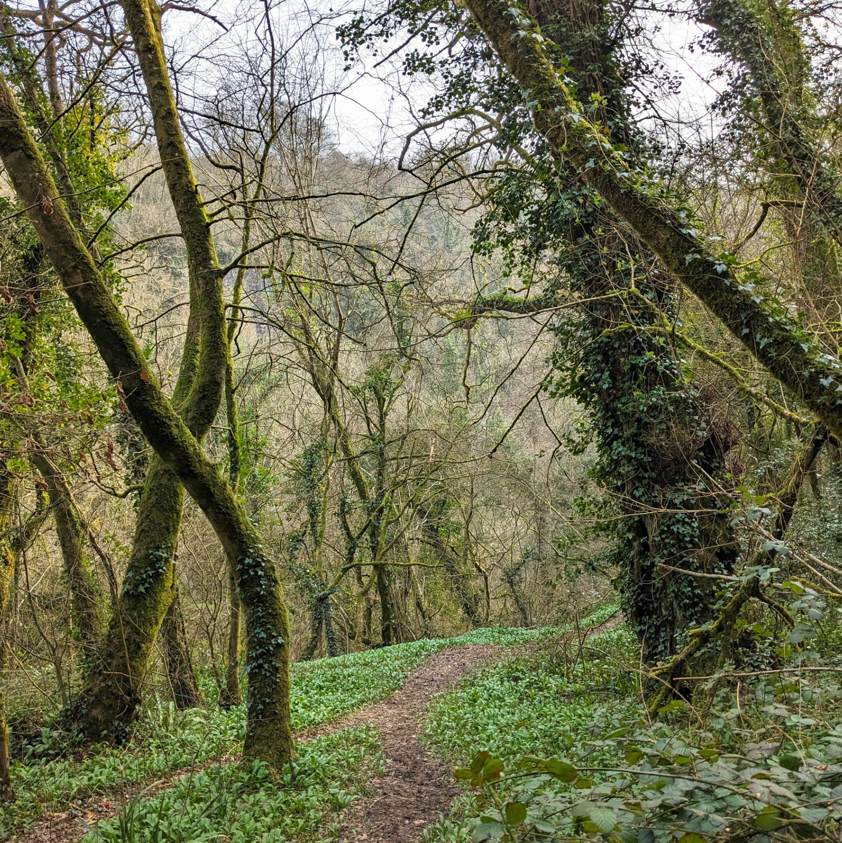 Enchanted Wood Gallery - Photograph by Sue Cartwright, Spiral Leaf