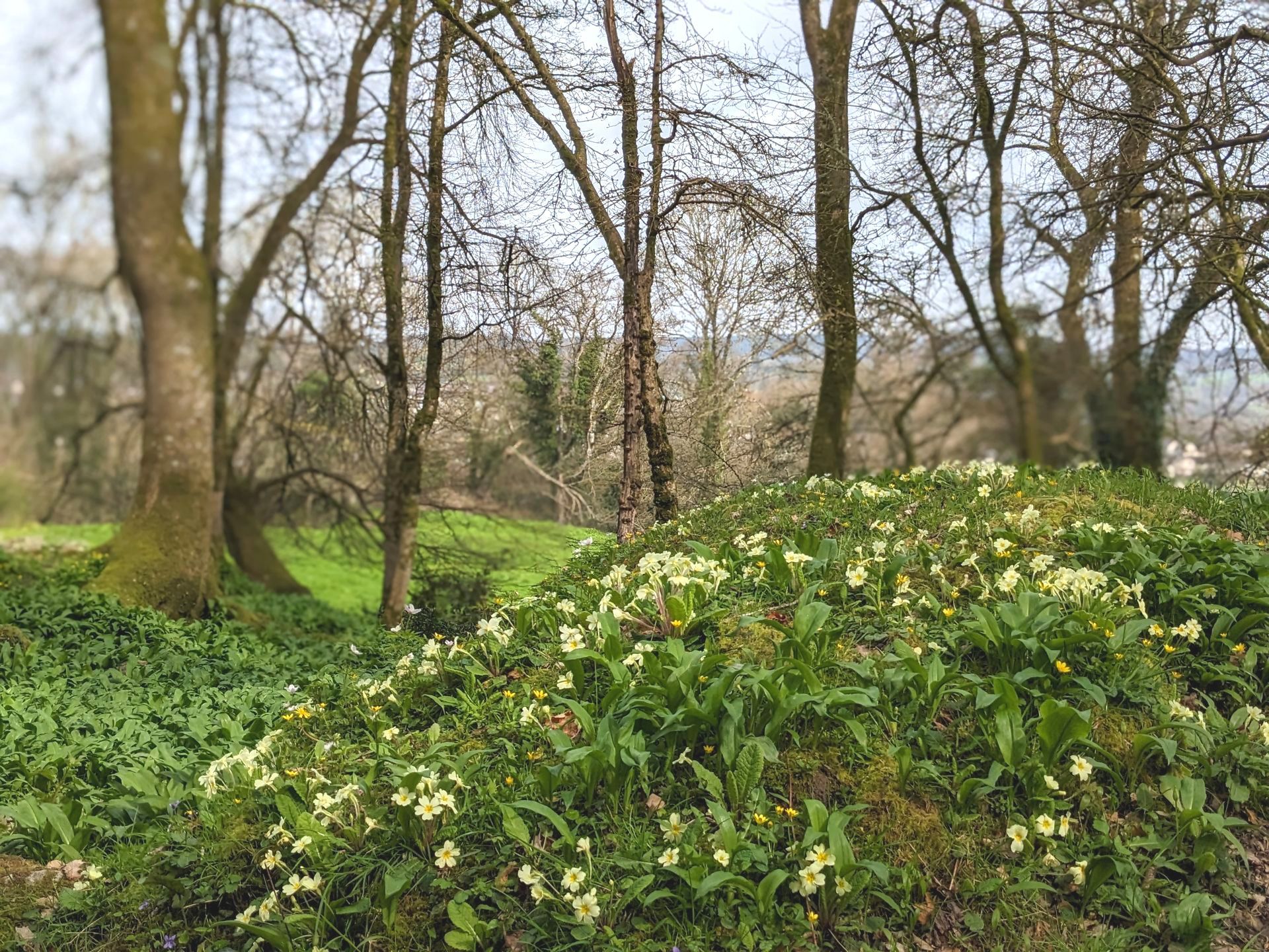 Early Spring Walk Gallery - Photograph by Sue Cartwright, Spiral Leaf