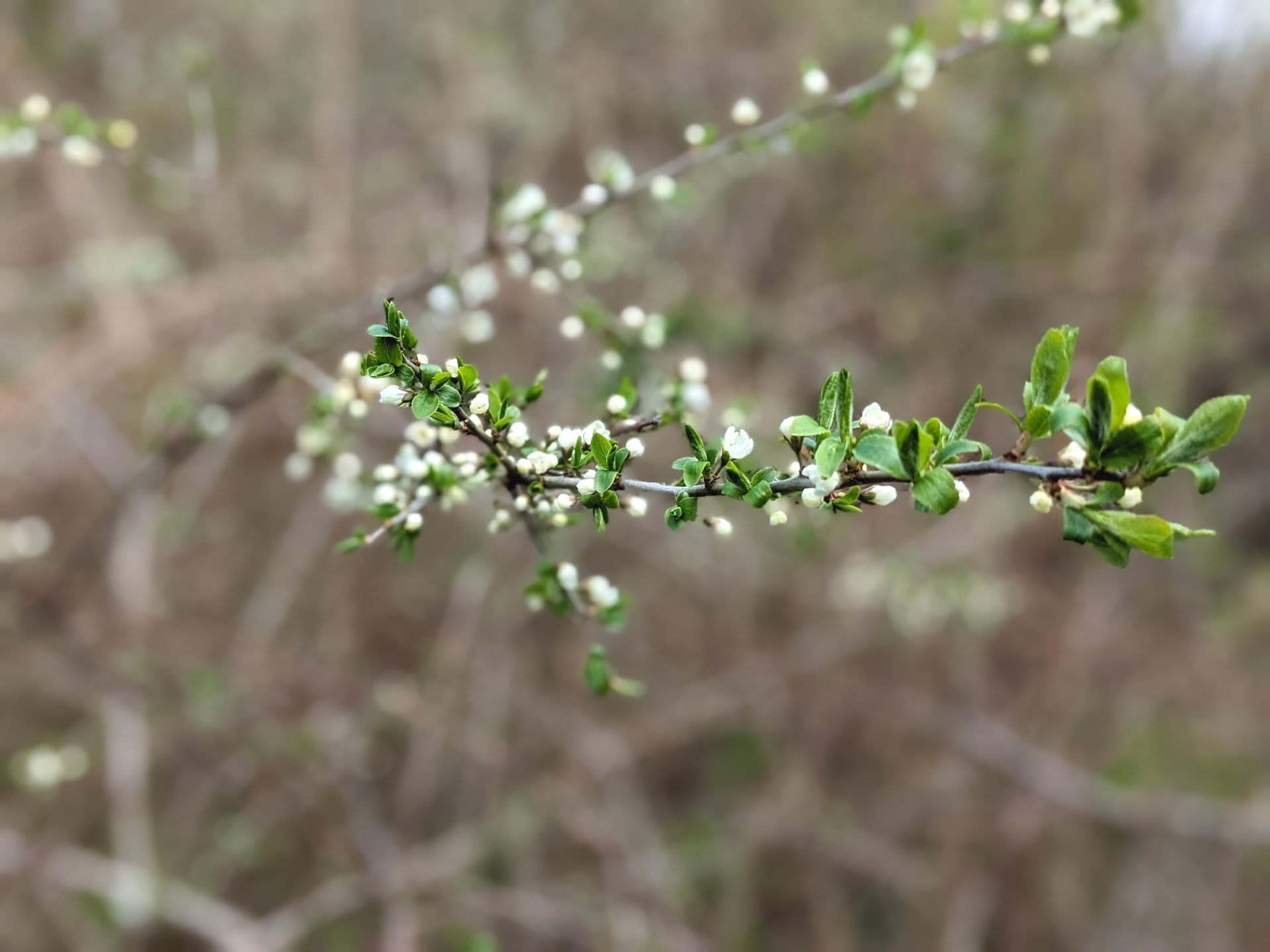 Early Spring Walk Gallery - Photograph by Sue Cartwright, Spiral Leaf