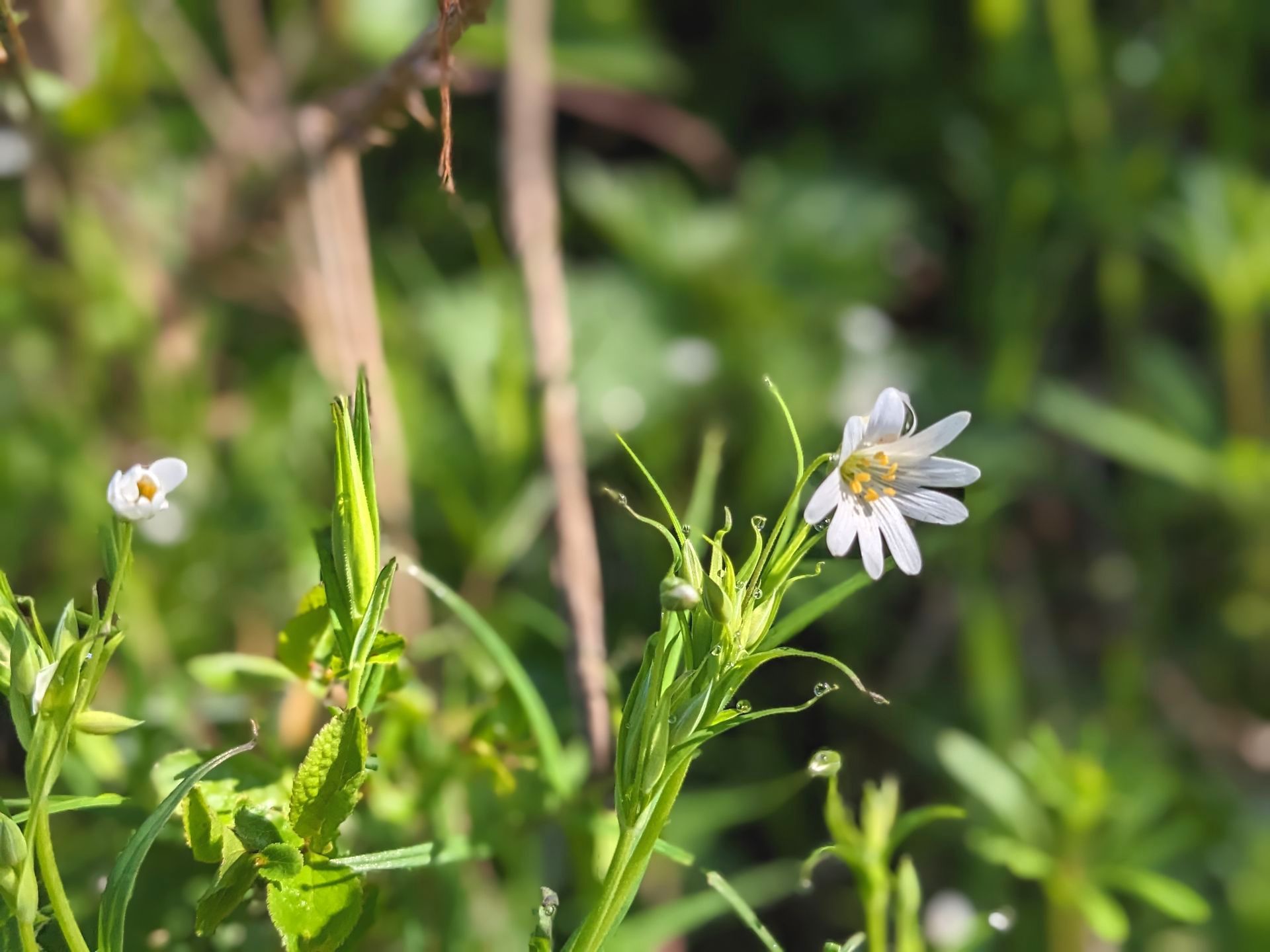 Early Spring Walk Gallery - Photograph by Sue Cartwright, Spiral Leaf