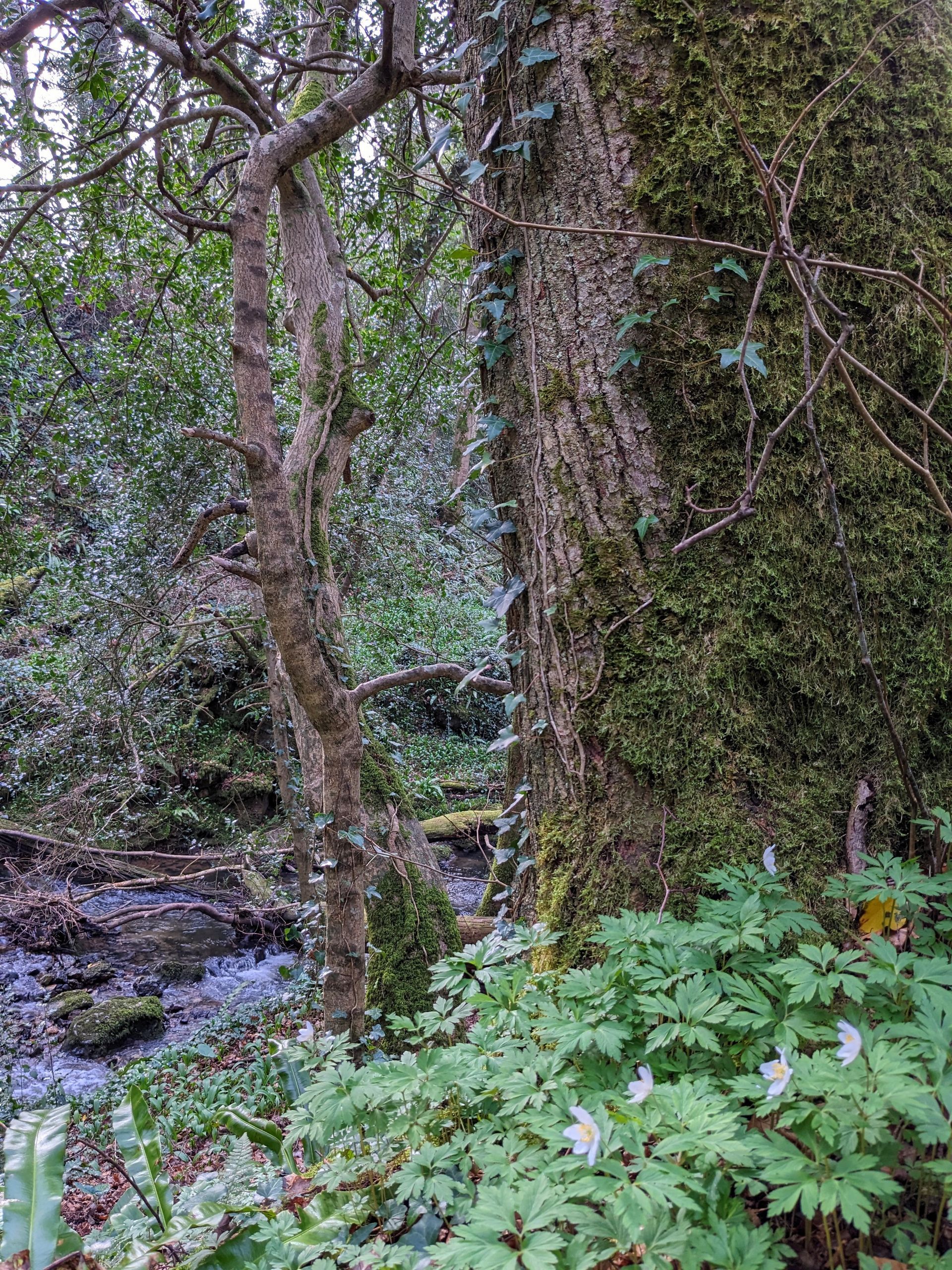 The Enchanted Wood Gallery - Photograph by Sue Cartwright, Spiral Leaf