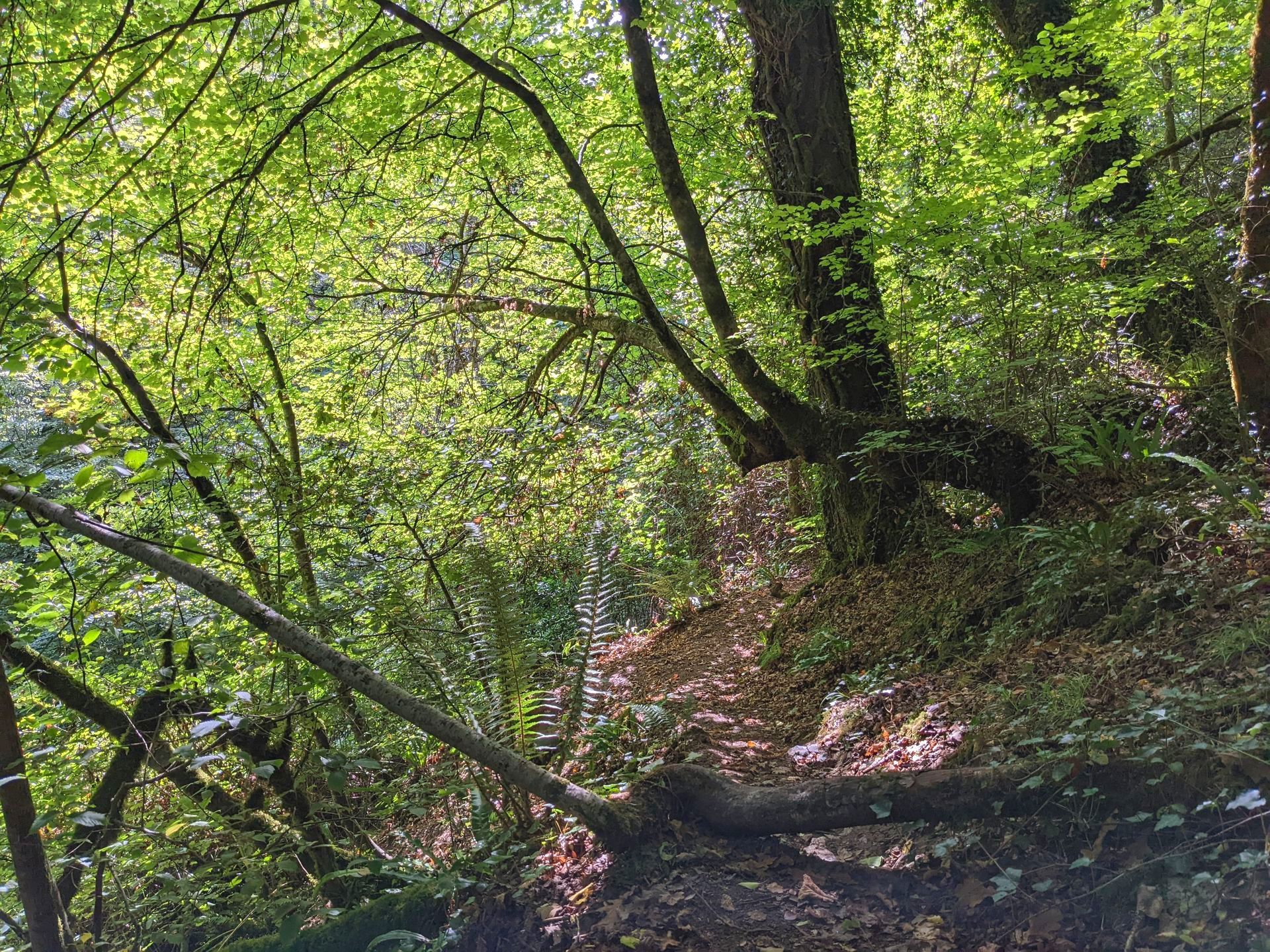 Enchanted Wood Gallery - Photograph by Sue Cartwright, Spiral Leaf