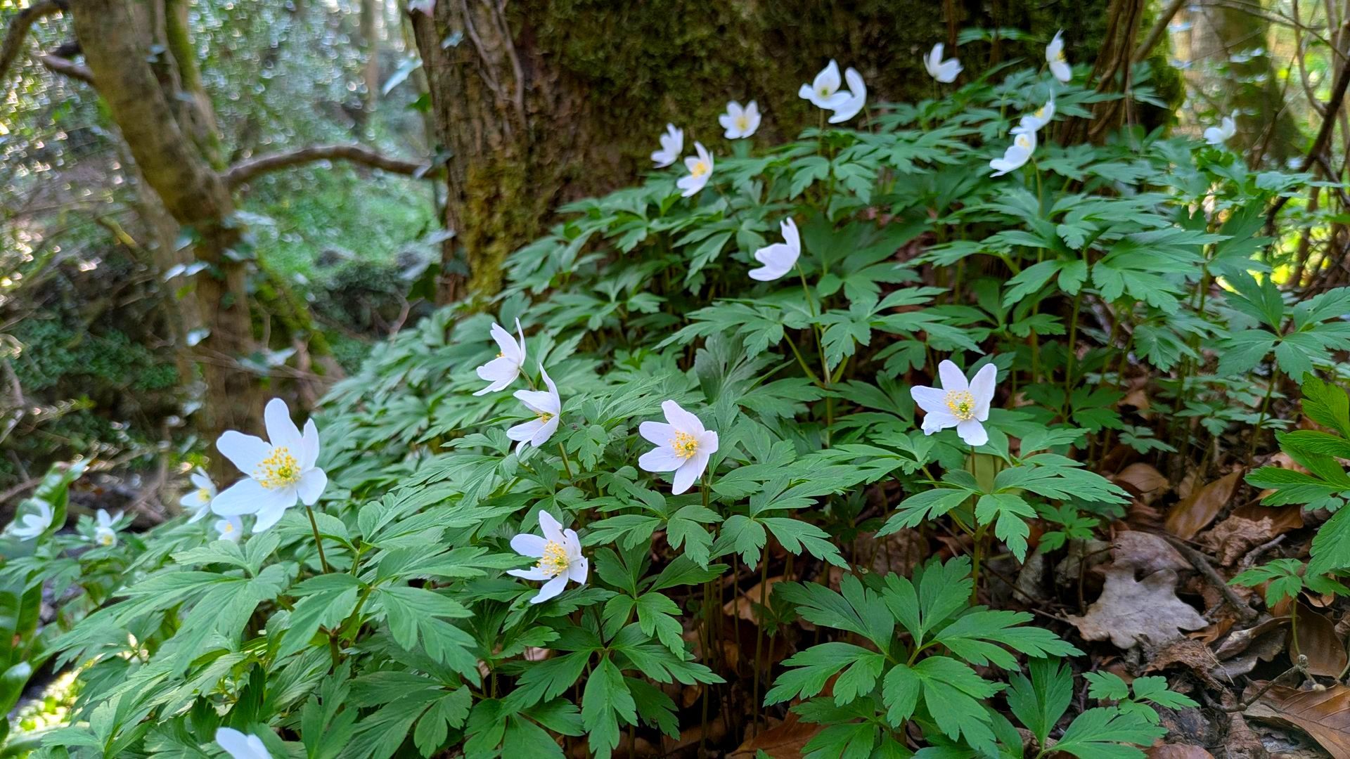 Things to do in Nature in April by Sue Cartwright, Spiral Leaf