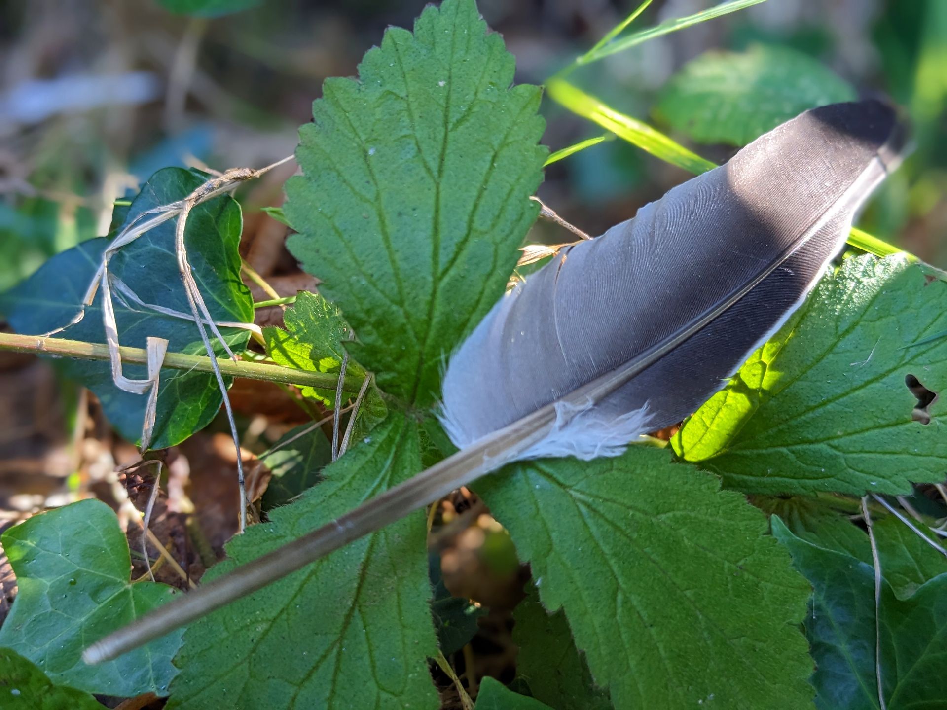 Seven Sacred Animal Teachings for Life - A Metaphor for Life by Sue Cartwright, Spiral Leaf
