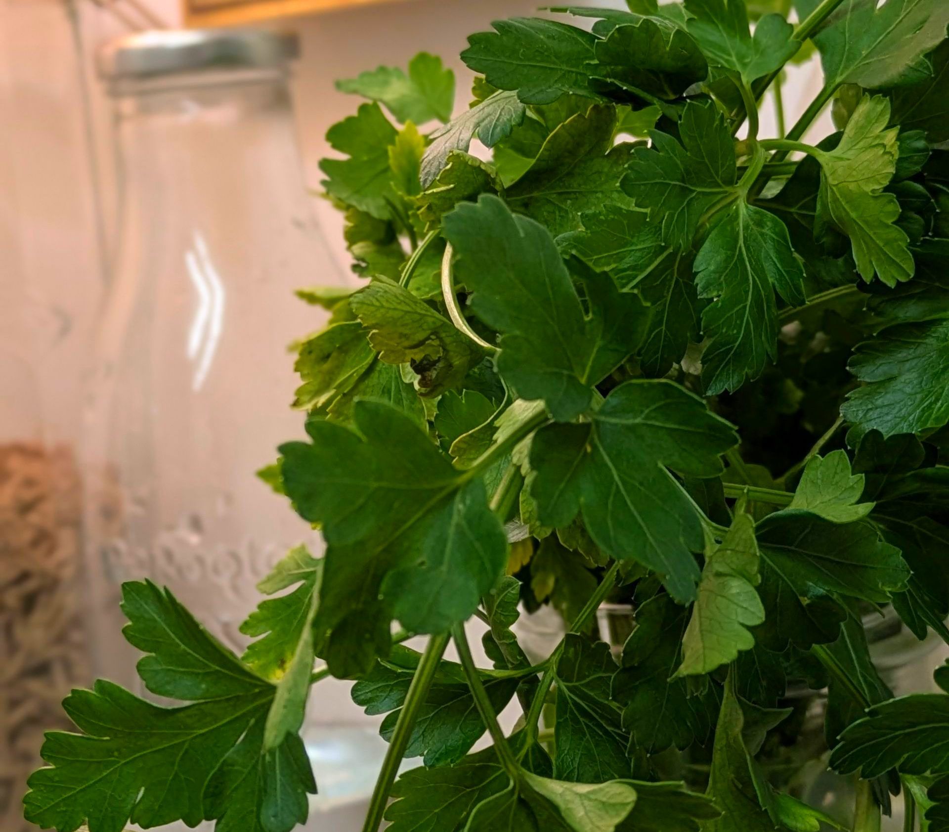 A Healing Herb (Parsley) by Sue Cartwright, Spiral Leaf