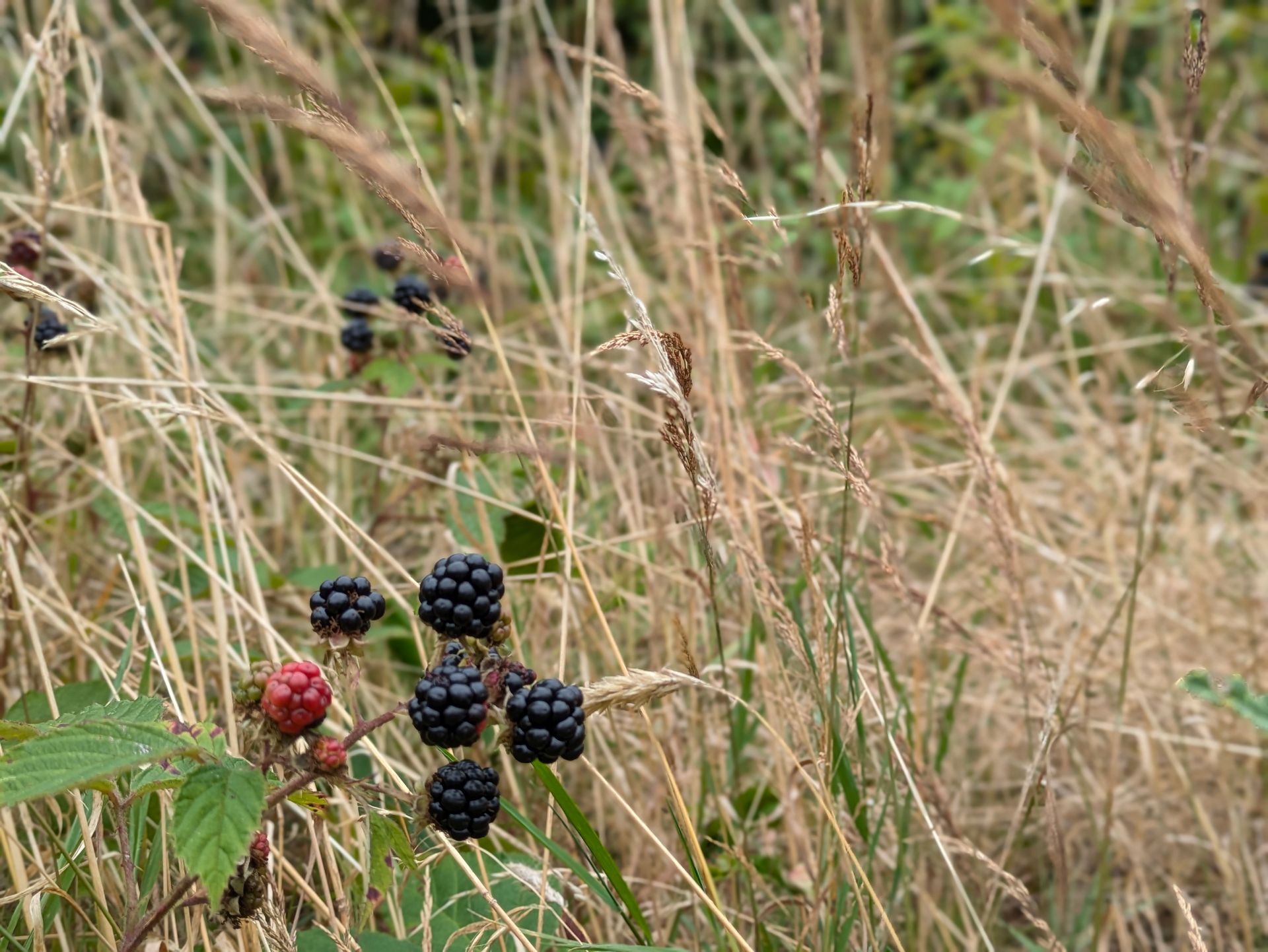 The Wonders of Wild Food by Sue Cartwright, Spiral Leaf