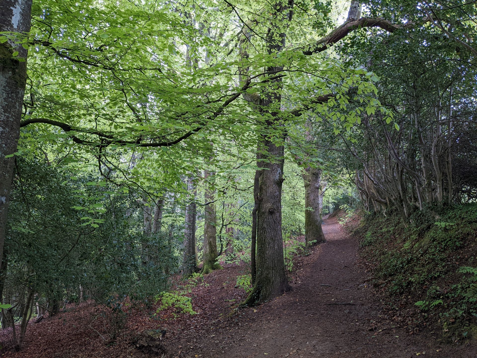 Forest Bathing Gallery by Sue Cartwright
